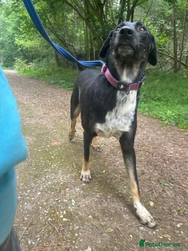 Whiskey. Norwich Norfolk — Mixed Breed