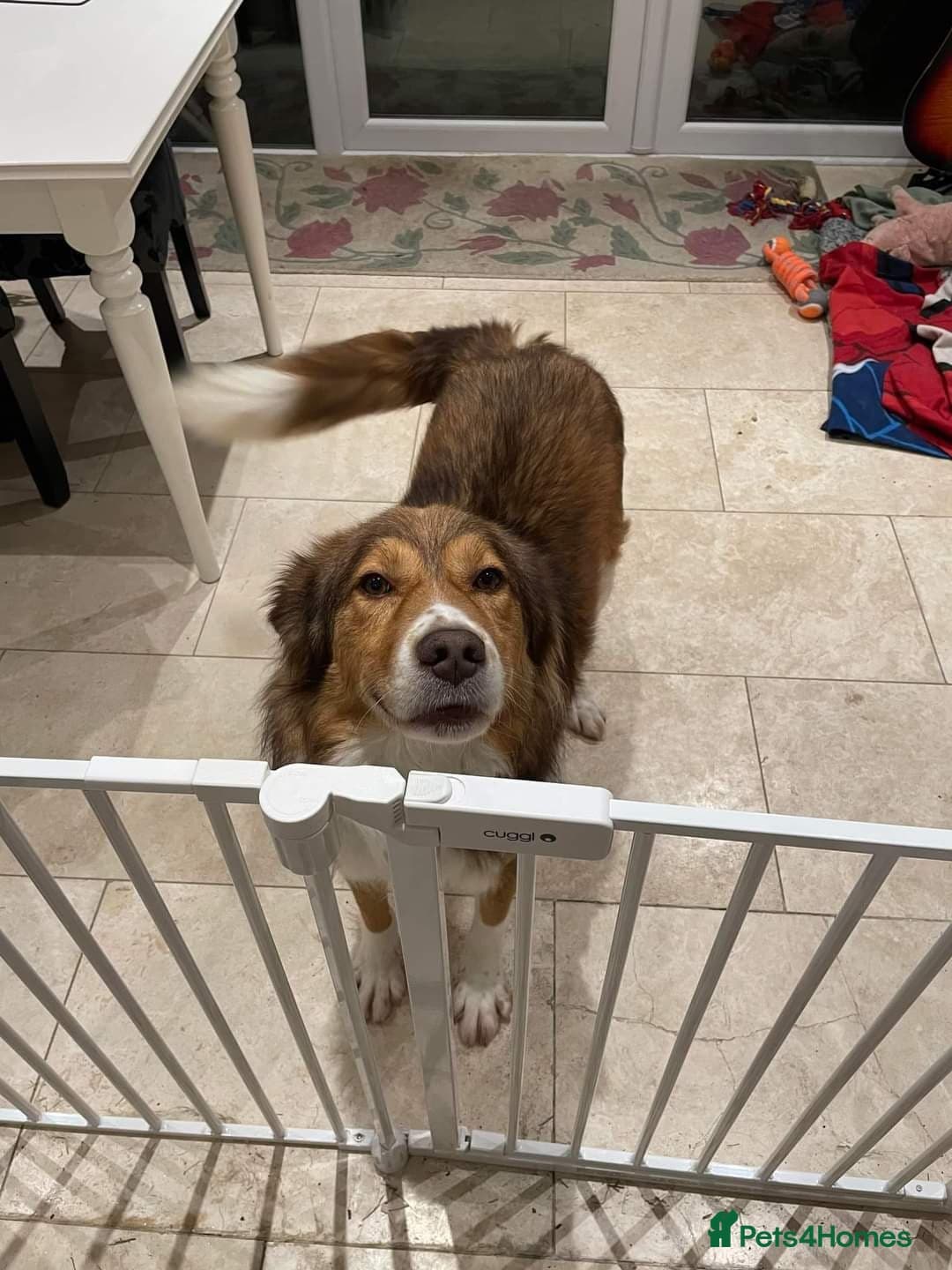 Meet Pongo, currently residing in Cheshire photo 4