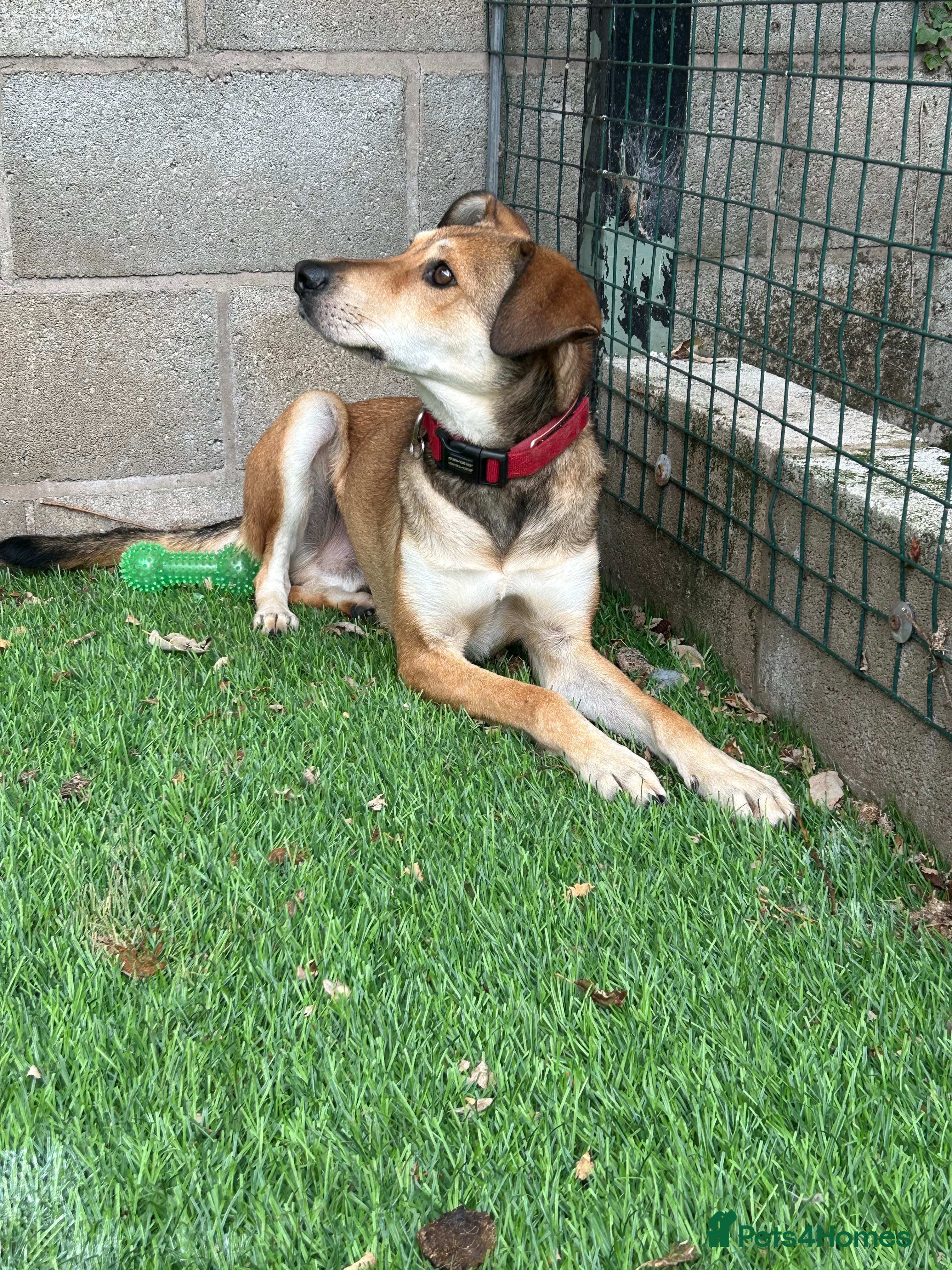 Meet Barney, currently residing in Cheshire photo 13