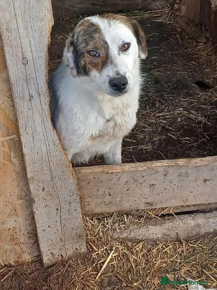 Meet Patch, currently residing in Sheffield — Mixed Breed