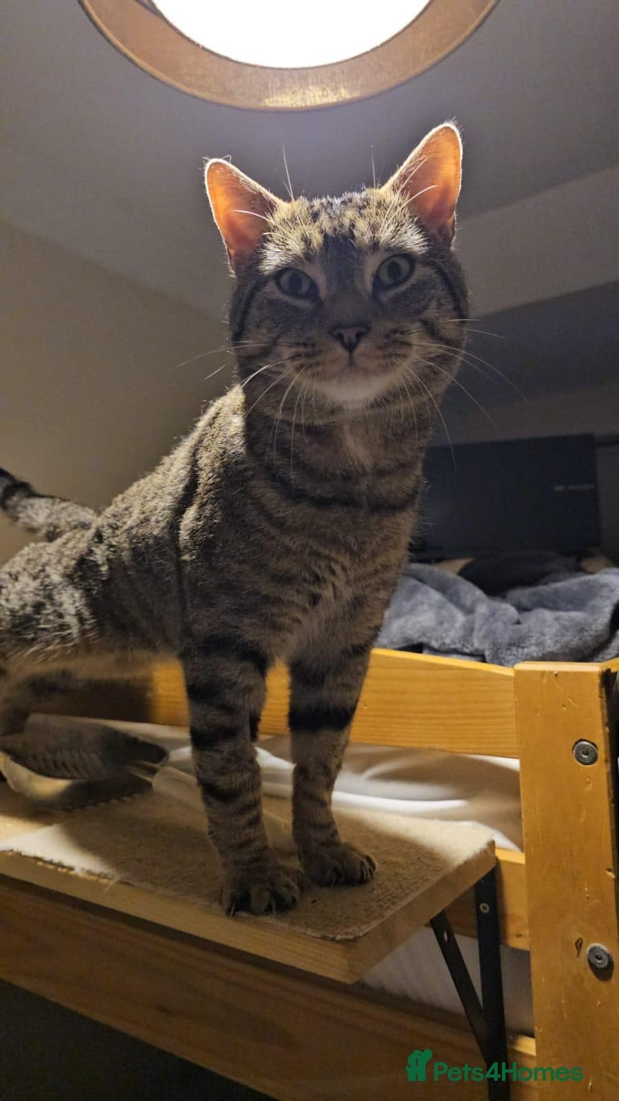 Gentle 10 month rescue MaleCat β Mixed Breed