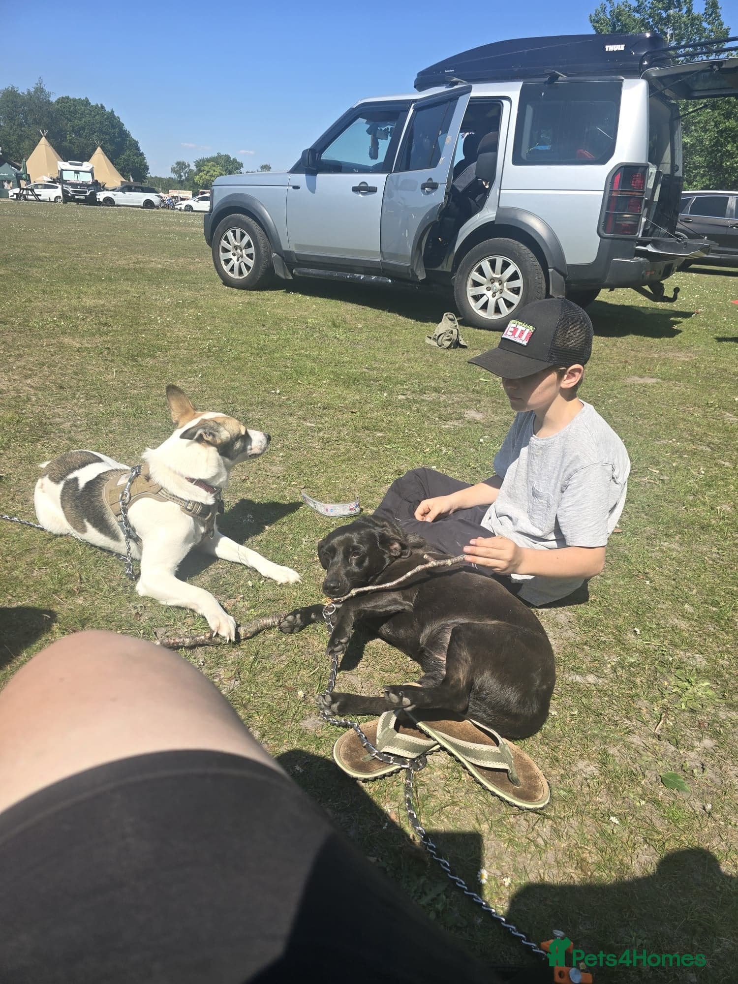 οΈπΆ bela photo 10