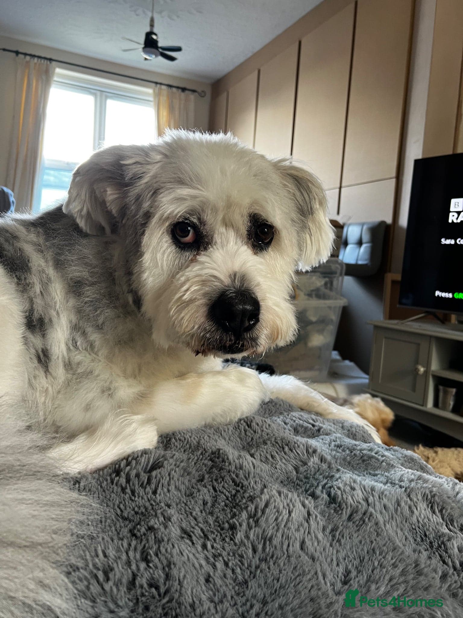 Teddy β Mixed Breed