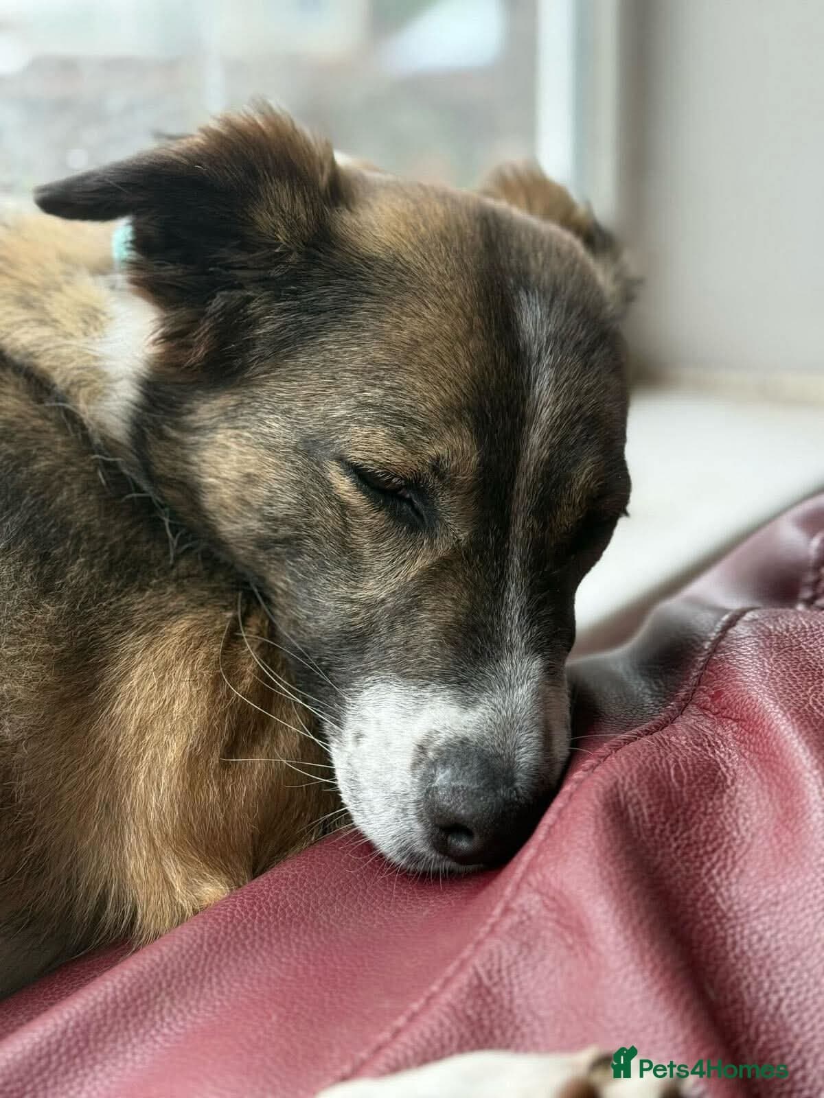 Meet Bella, currently residing in Merseyside photo 8