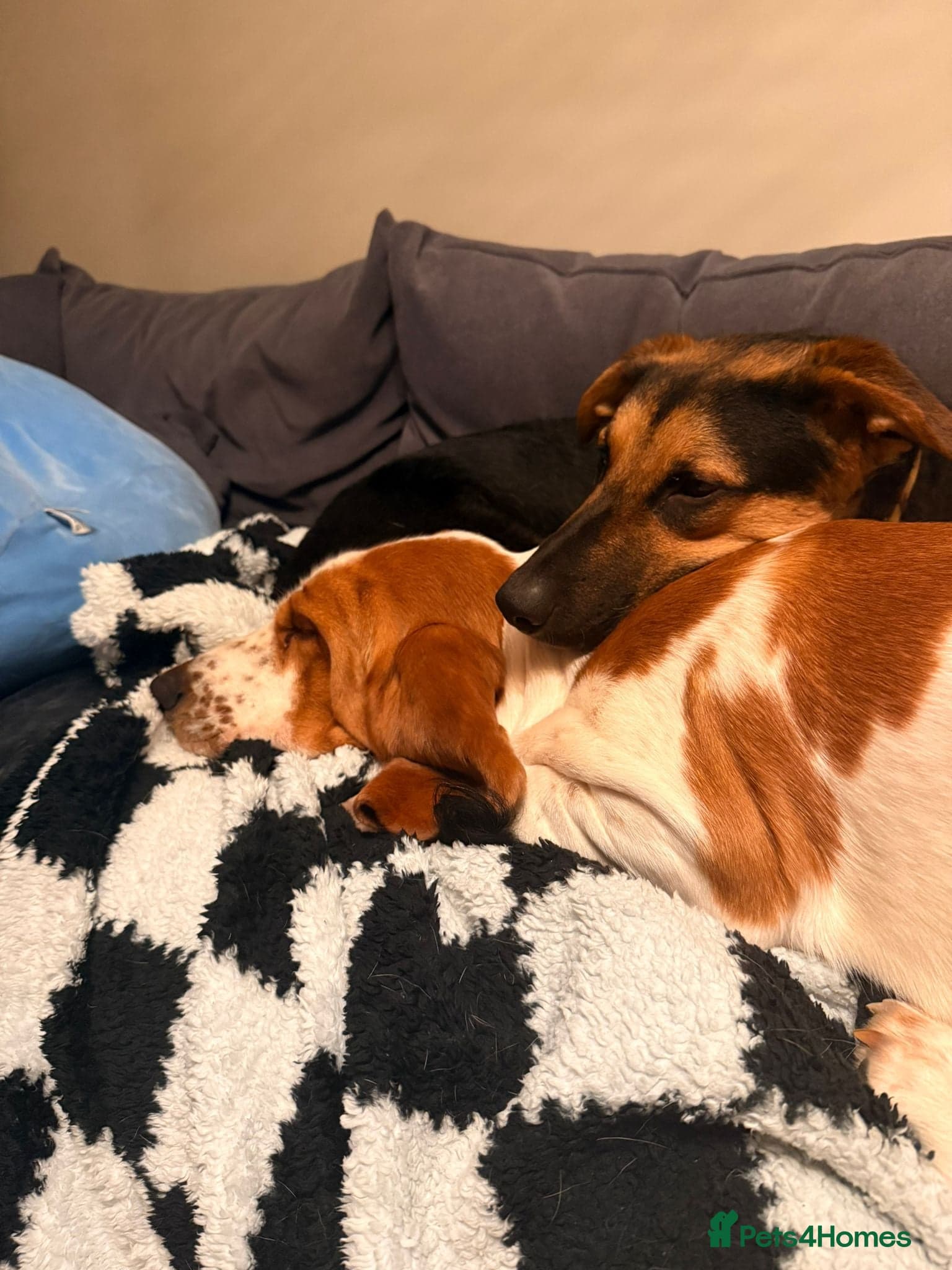 LOOK AT HIM:💙BRUNO💙Someone's best ever friend photo 13