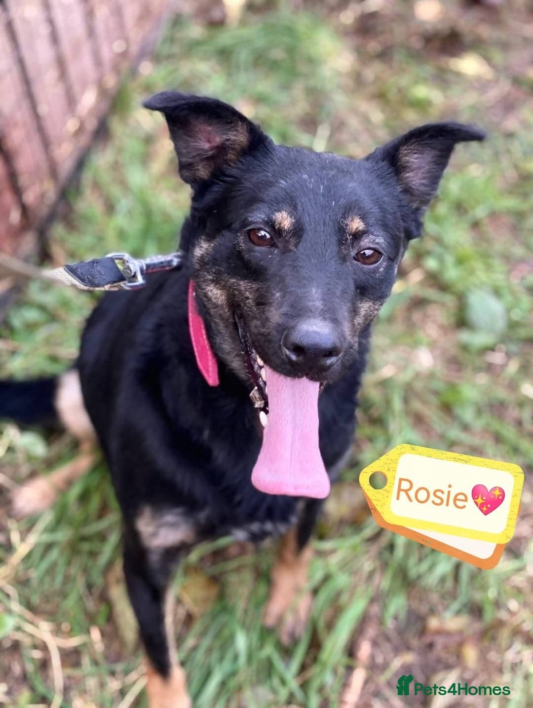 οΈπΆ rosie photo 2