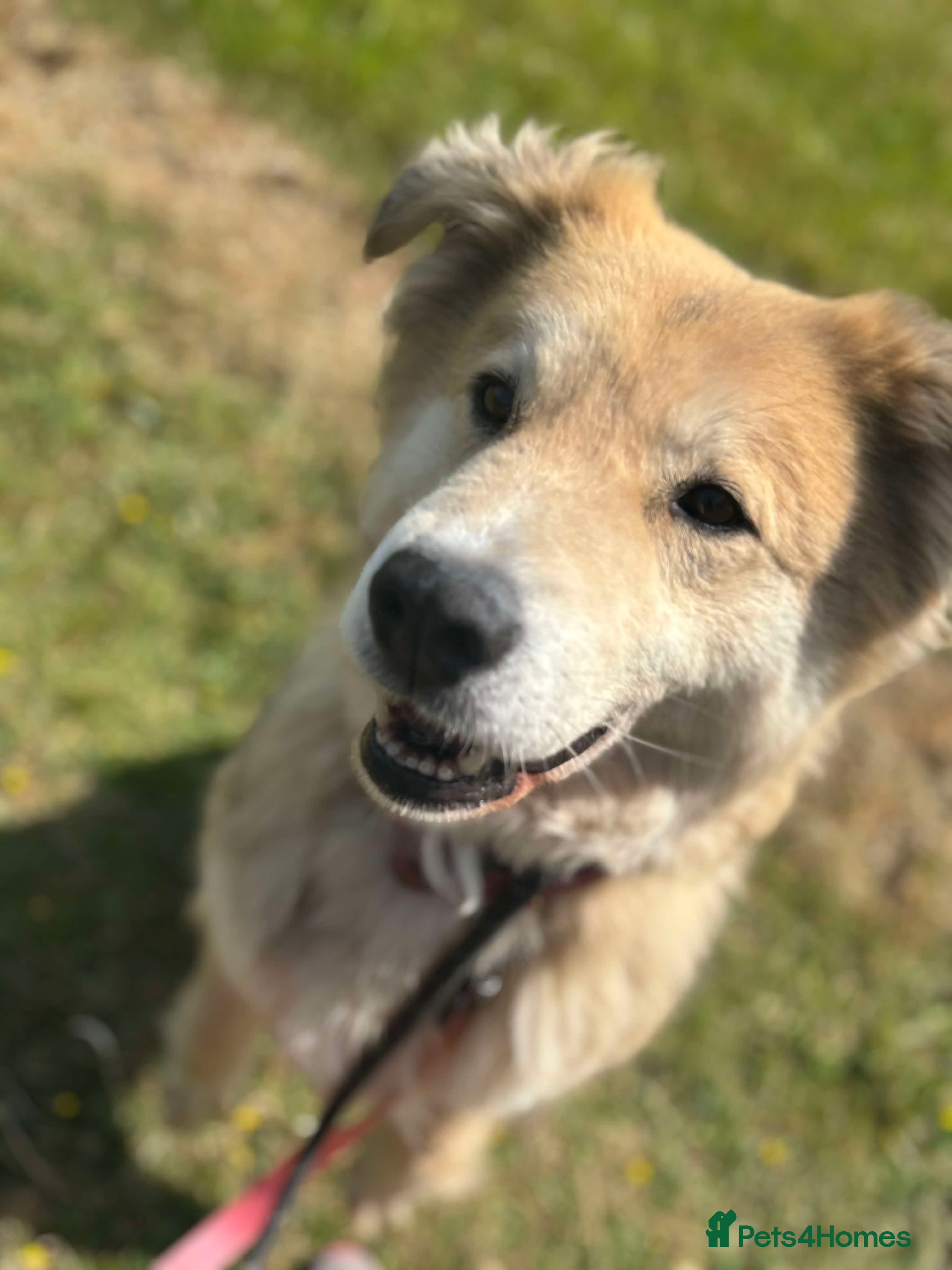 Meet Paddy, currently residing in Cheshire photo 26