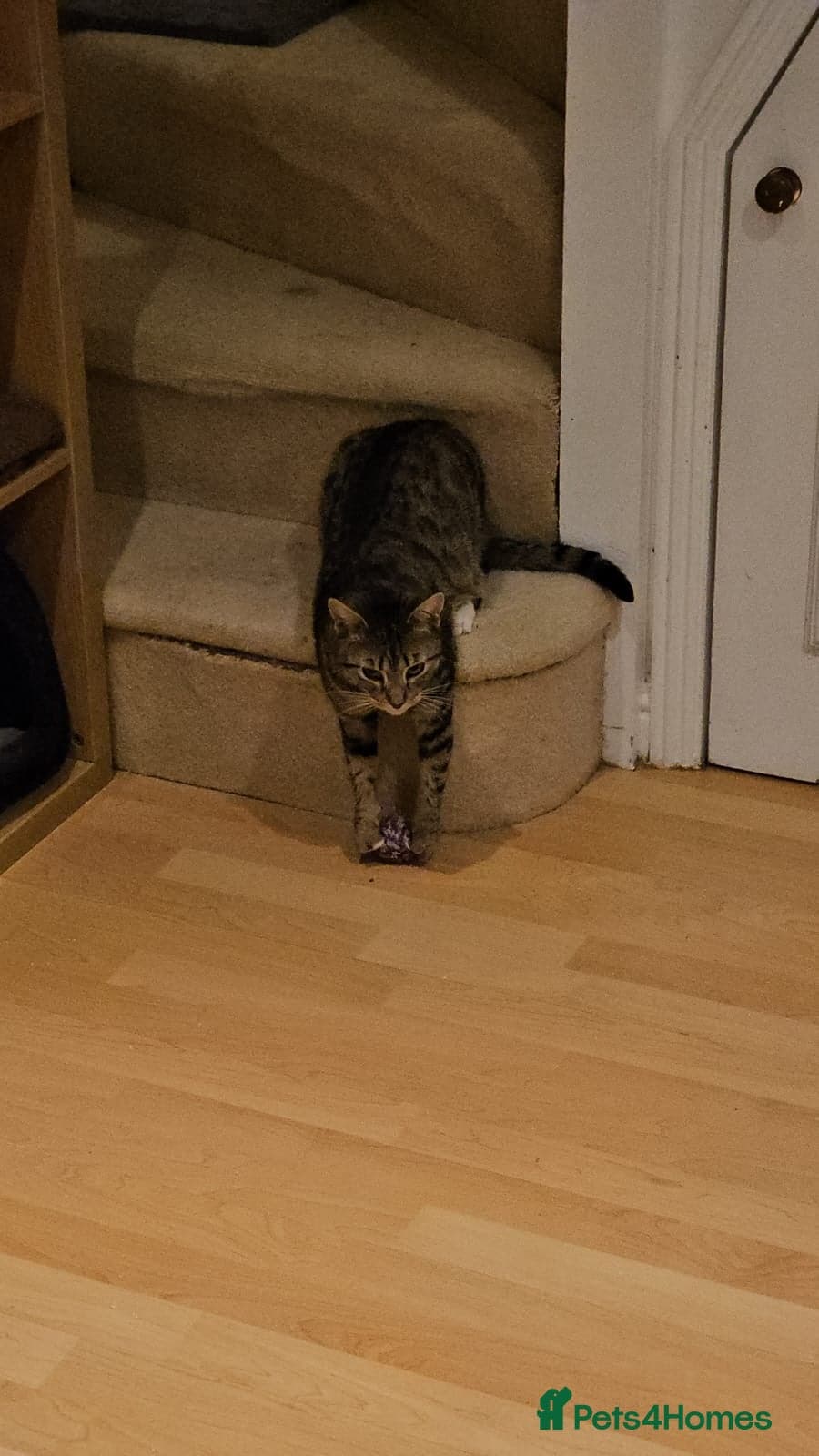 yr old Rescue Cat photo 9