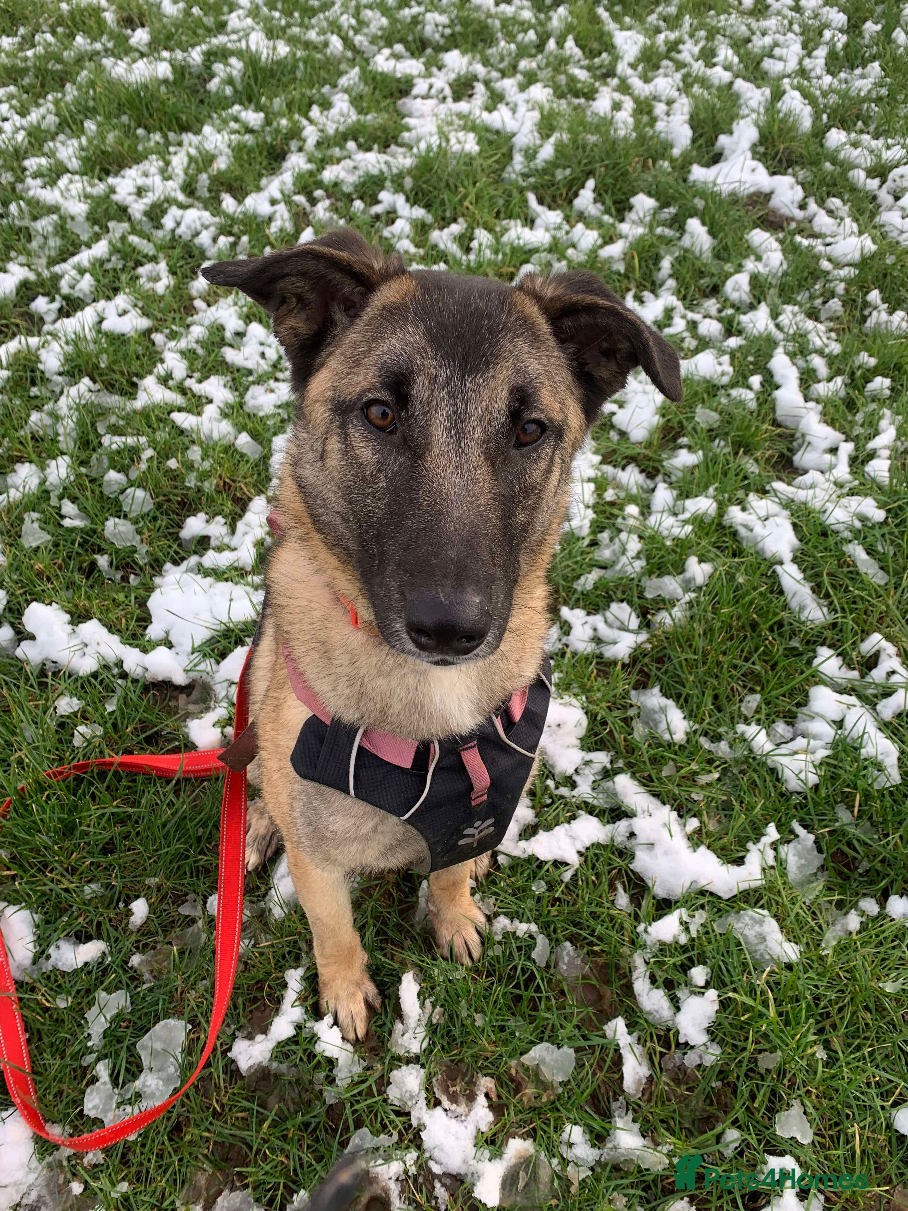 Meet Vera, currently residing in Cheshire photo 5