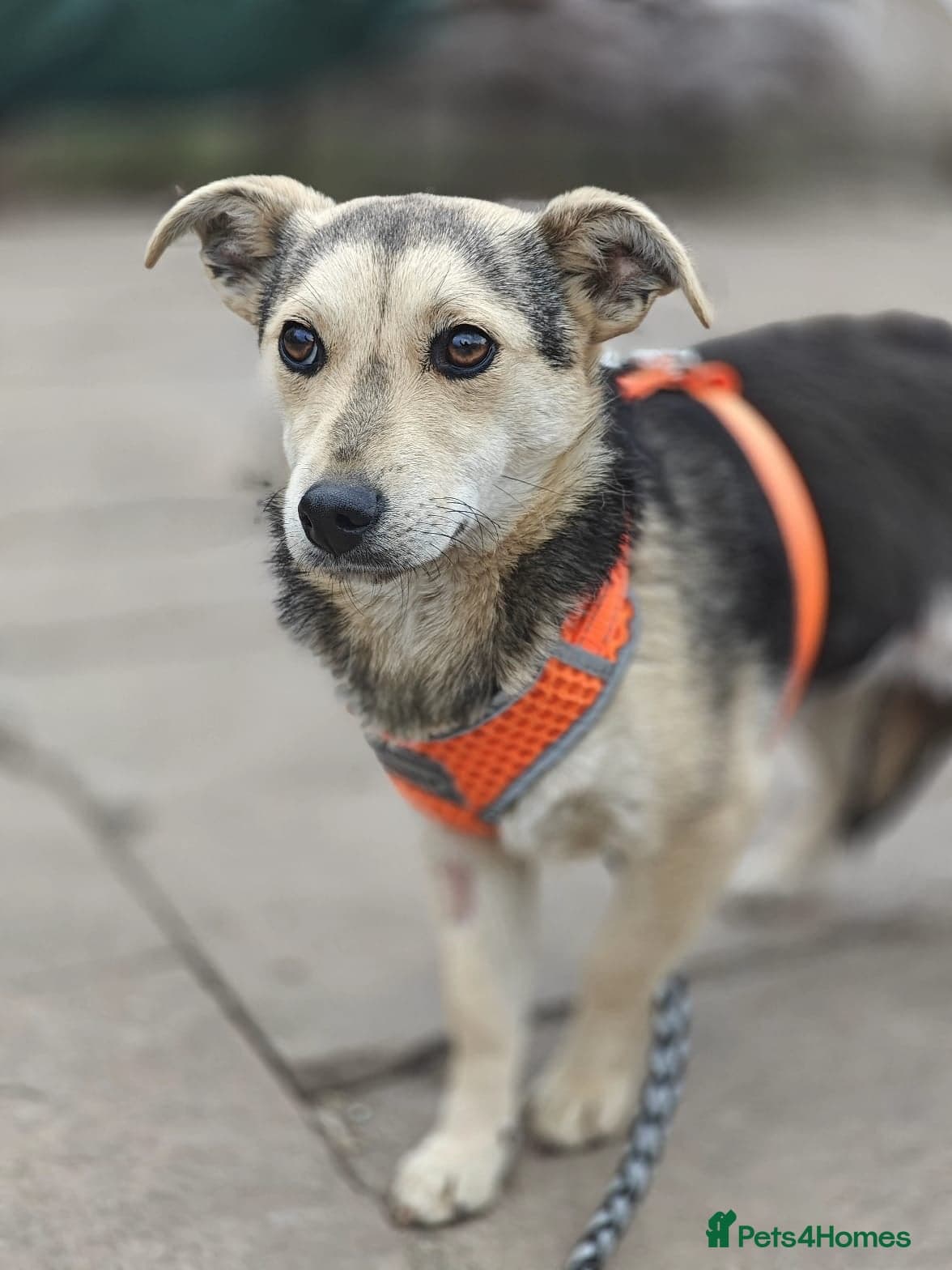 οΈπΆ maree photo 17