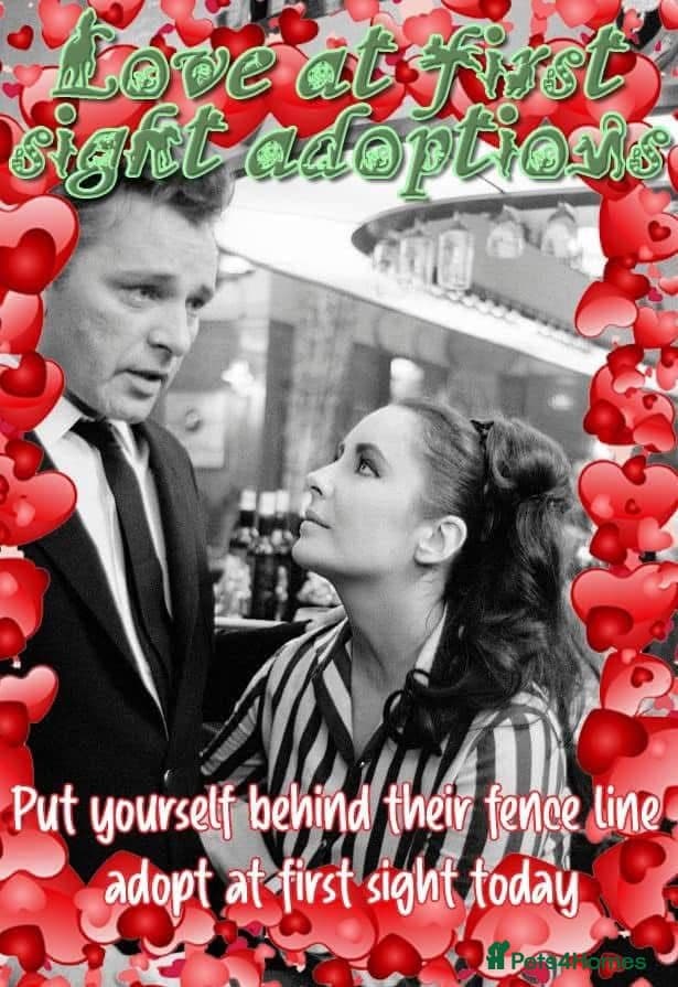 Maeve, 4 yrs approx. photo 5