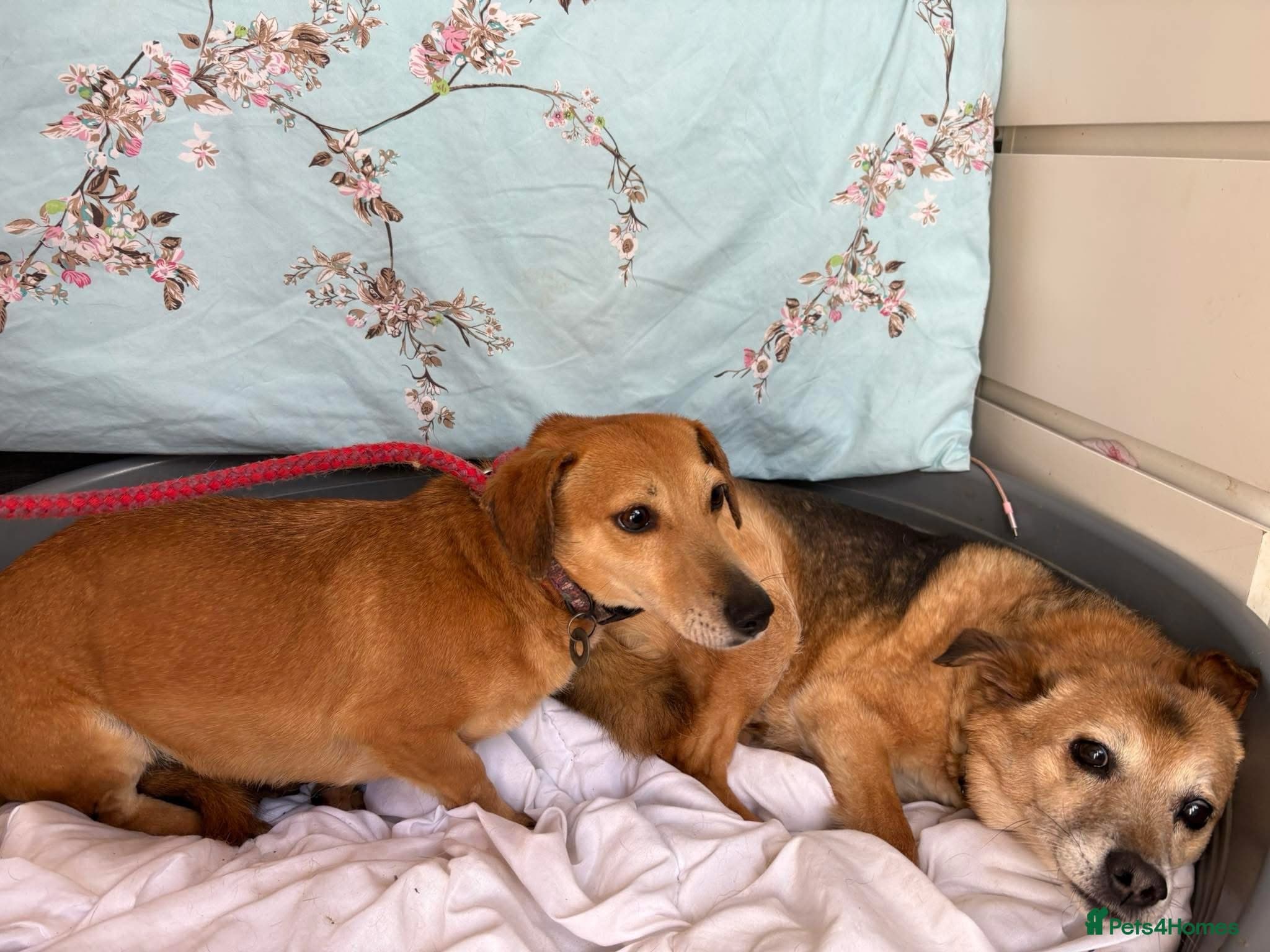 Mavis - Norwich Norfolk β Mixed Breed