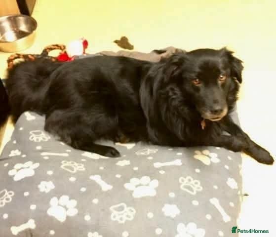 Meet Hera, currently residing in Middlesex photo 11