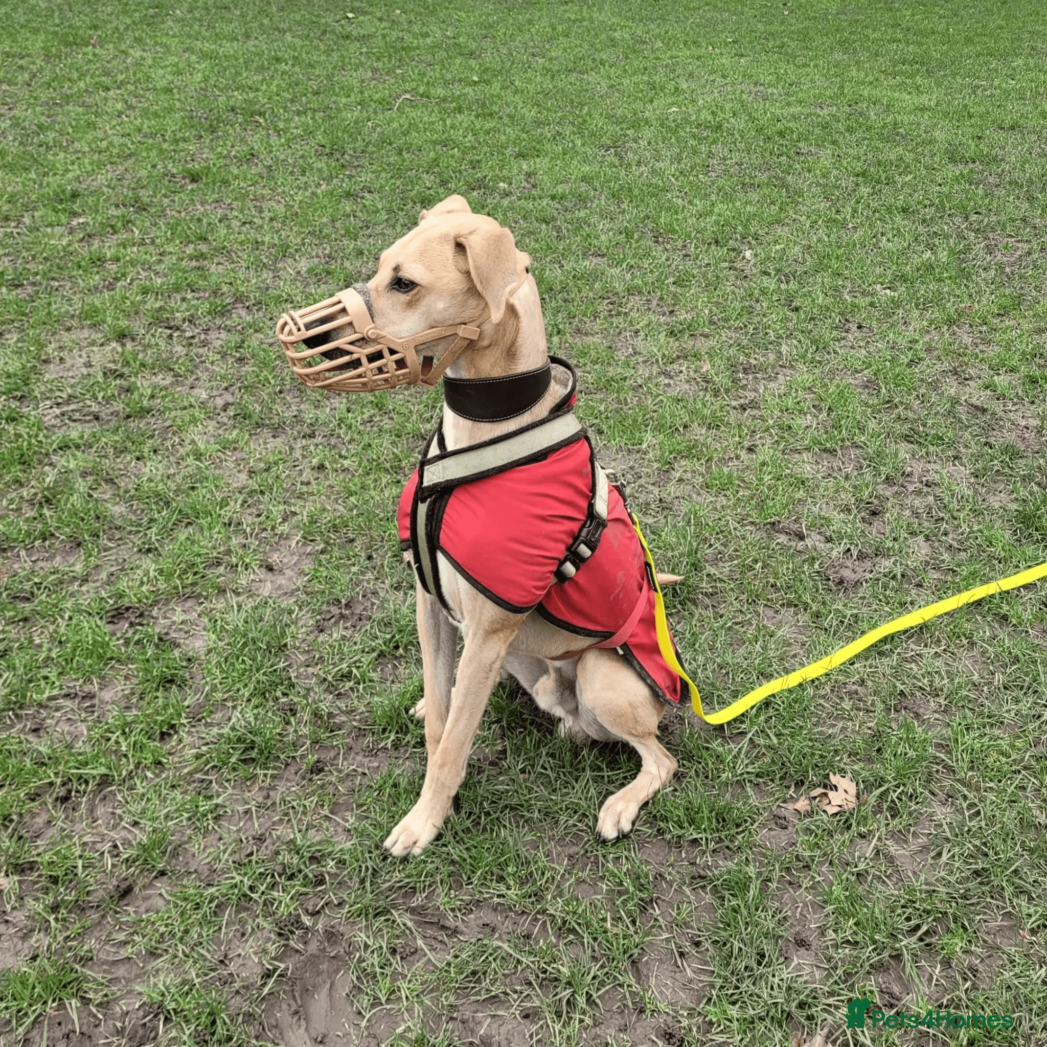 Prince (sighthound mix) photo 5