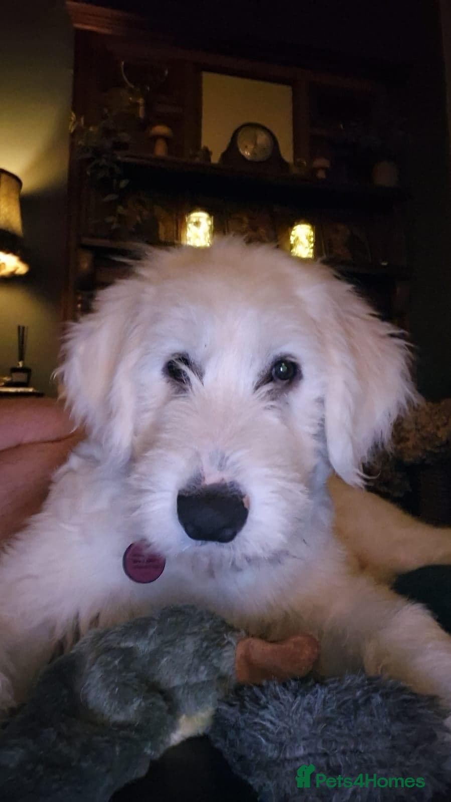 JOJO,URGENT🖤 Superb big Girl photo 19