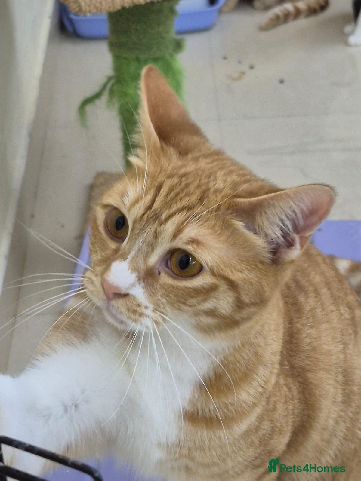 Marigold & Sunflower photo 3