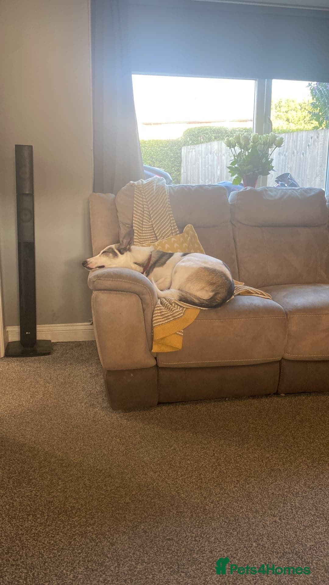 οΈπΆ bela photo 16