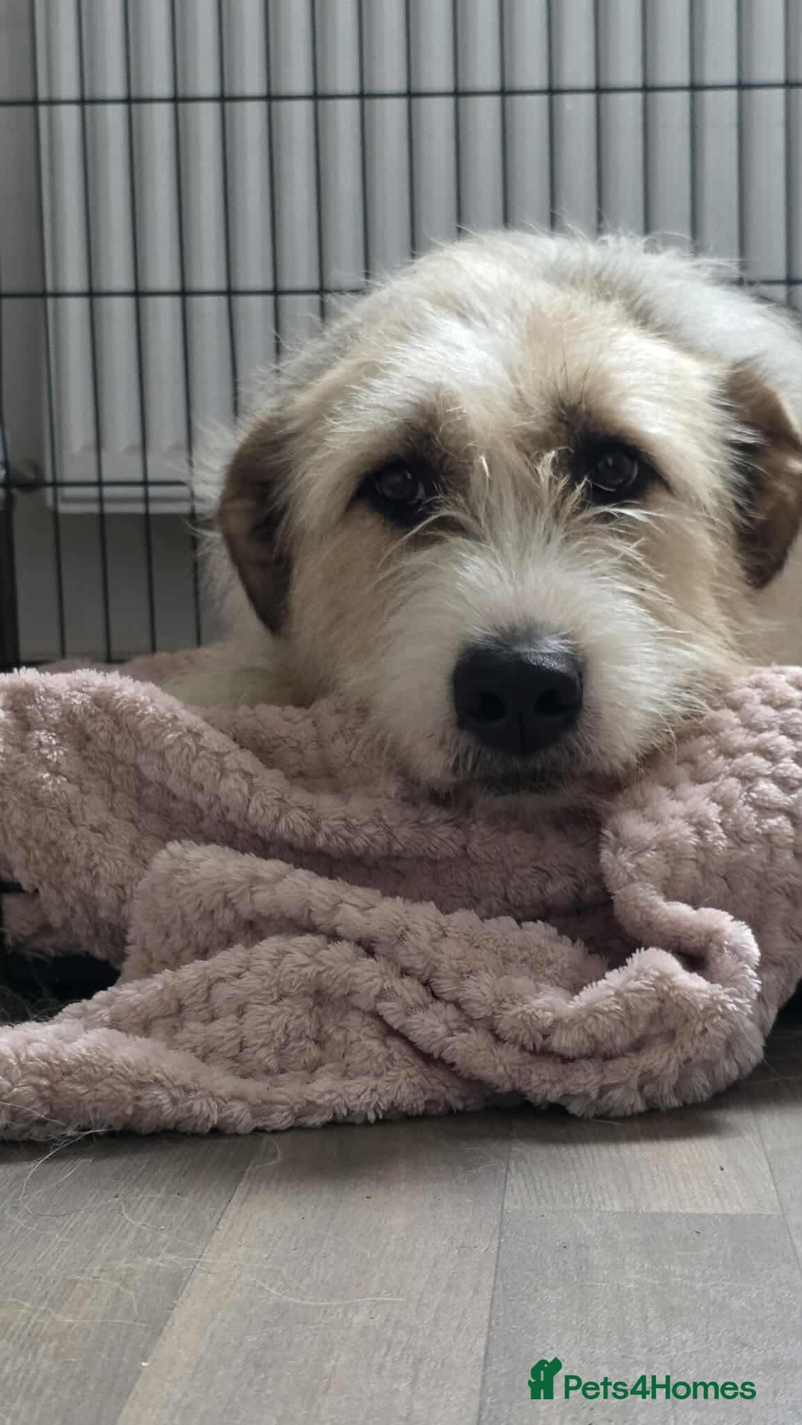 Hershey & Harley π still Waiting photo 8