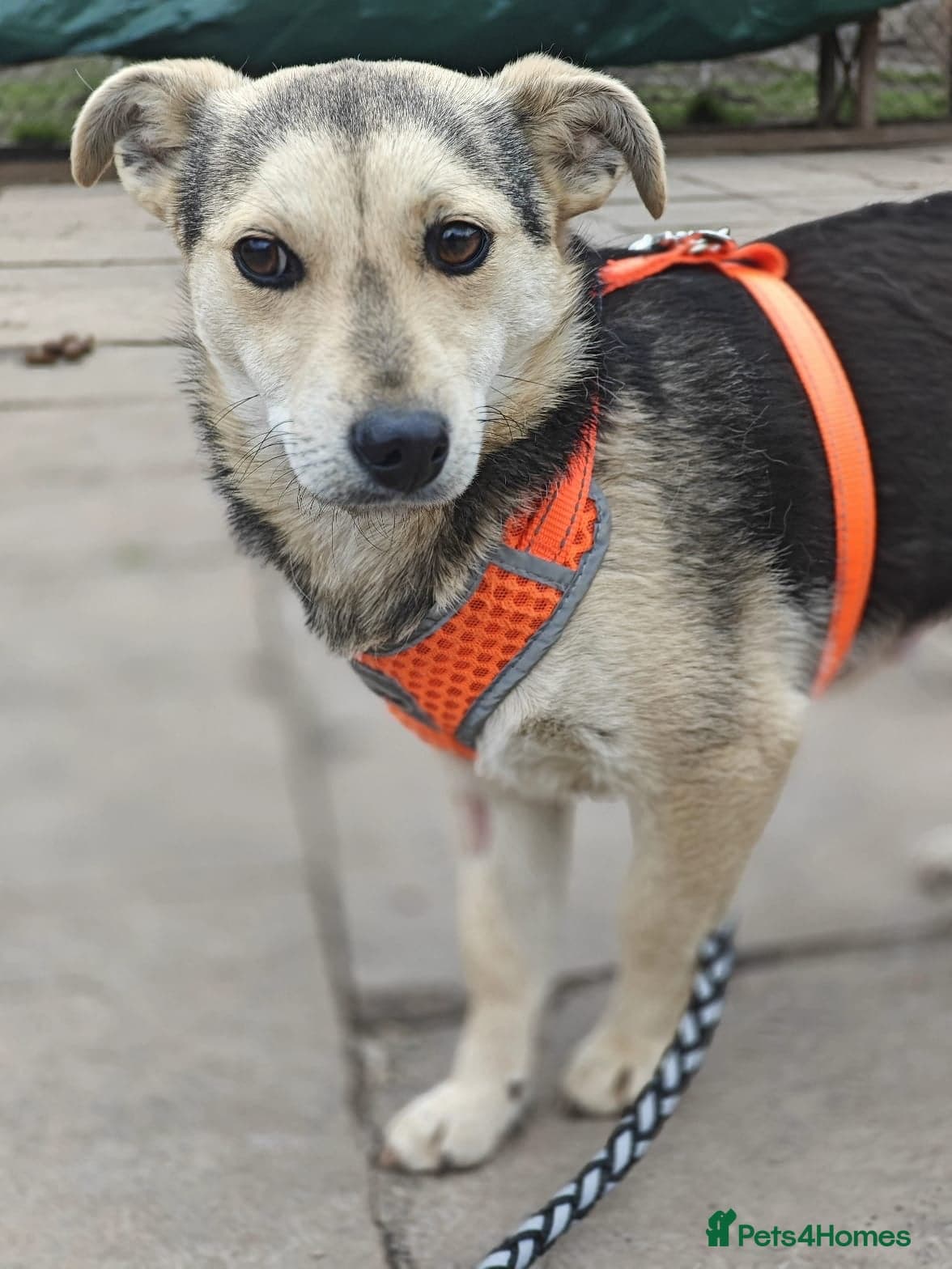 οΈπΆ maree photo 15