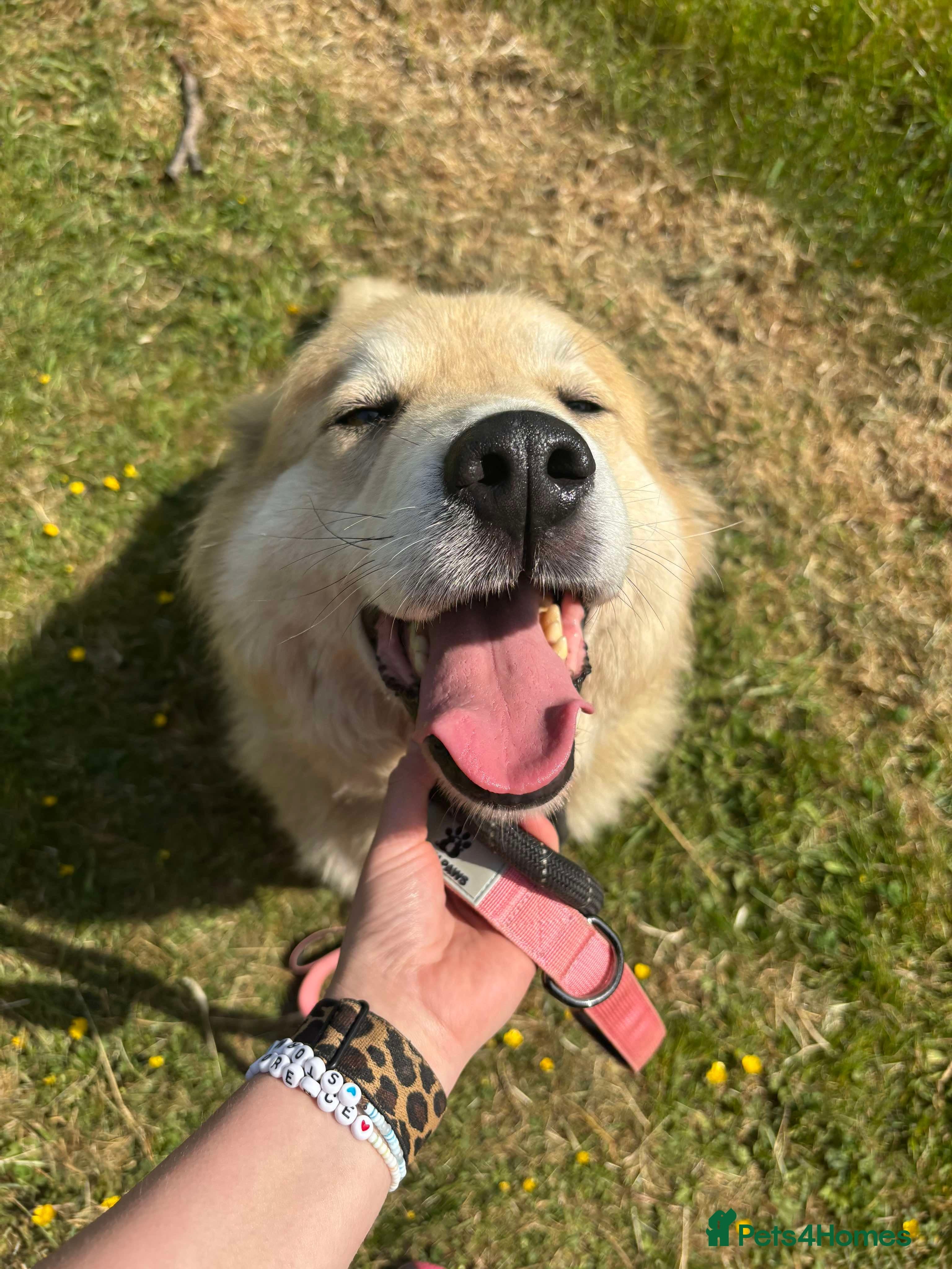 Meet Paddy, currently residing in Cheshire photo 19