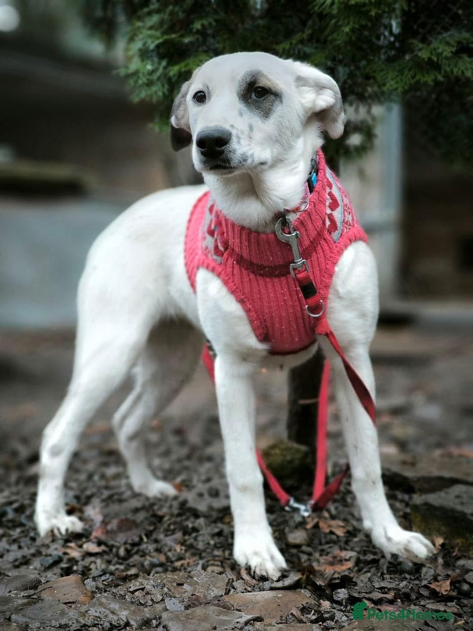 ️PLIAMKA❤️9-month-old loving and playful girl photo 26