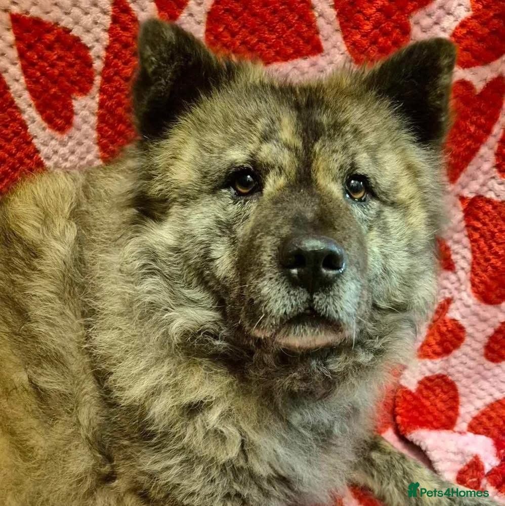 Luna Chow π photo 16