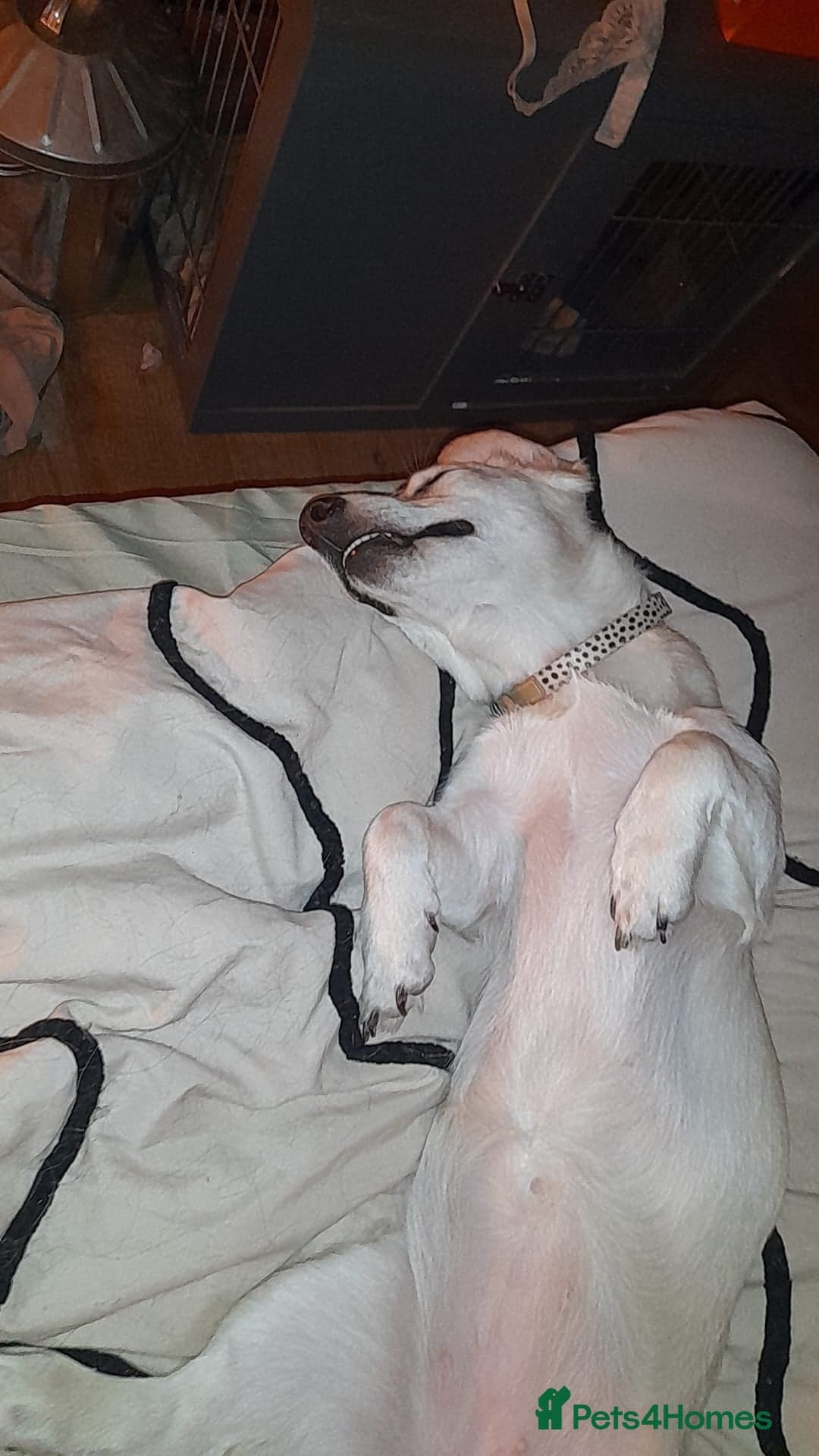 Roxanne - reserved photo 3