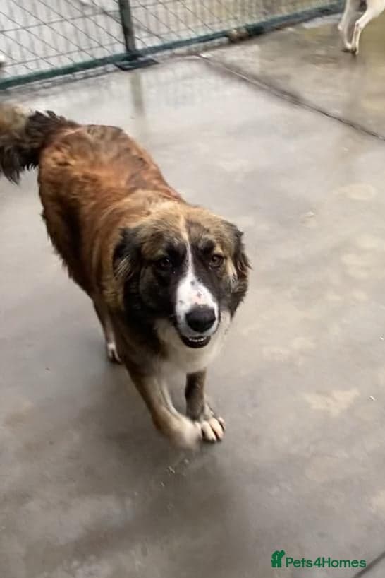 Kiki, 6 yrs approx. photo 6