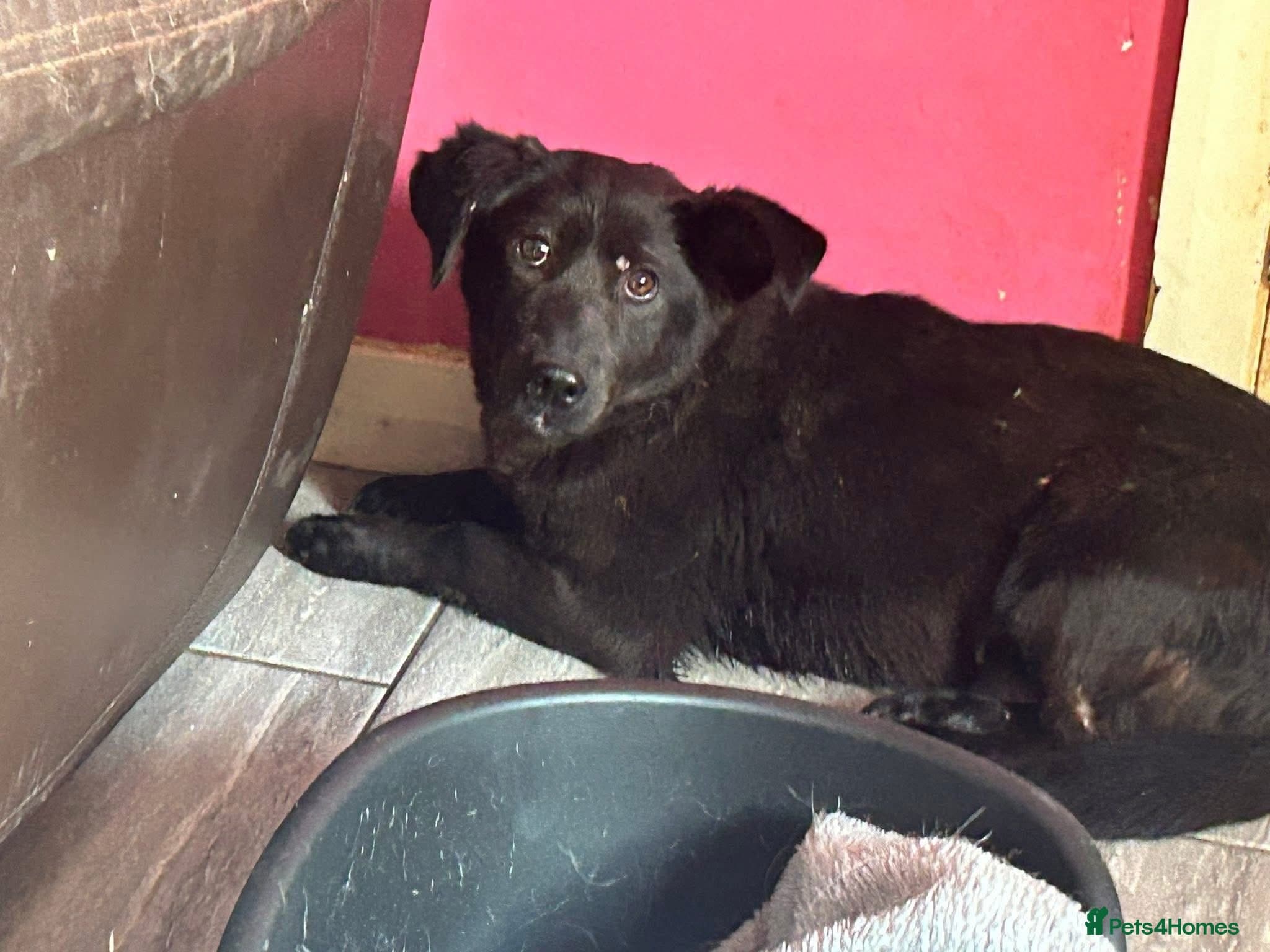 Blossy - Norwich Norfolk photo 10