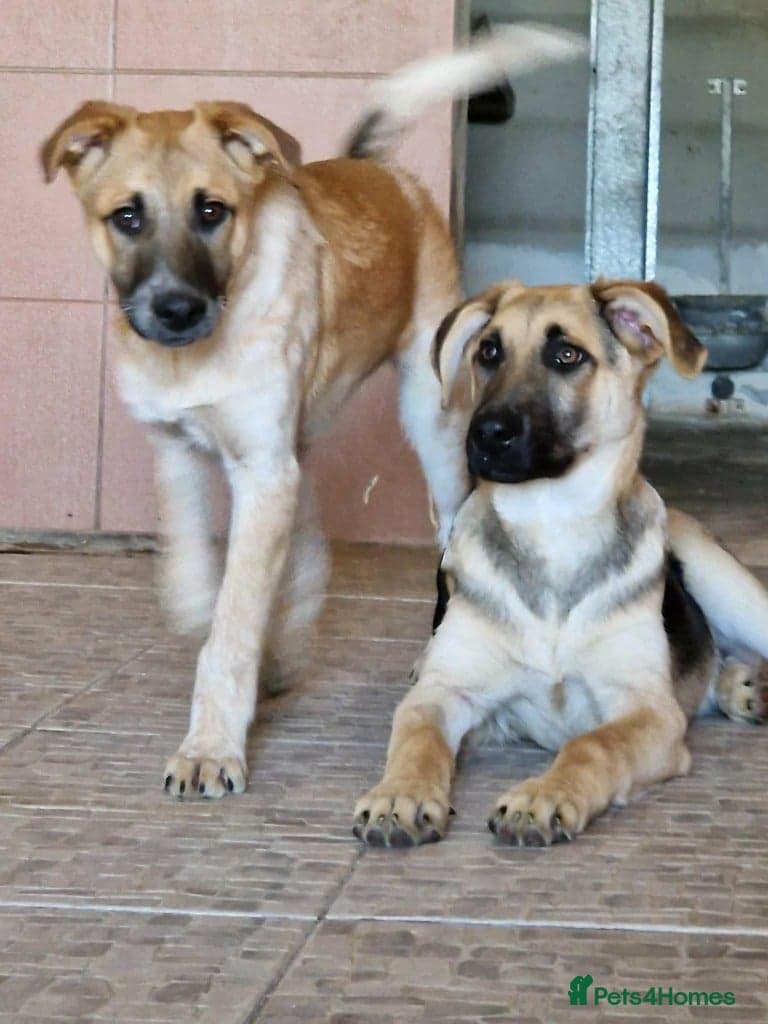 Adorable Atlas 6 month old photo 8