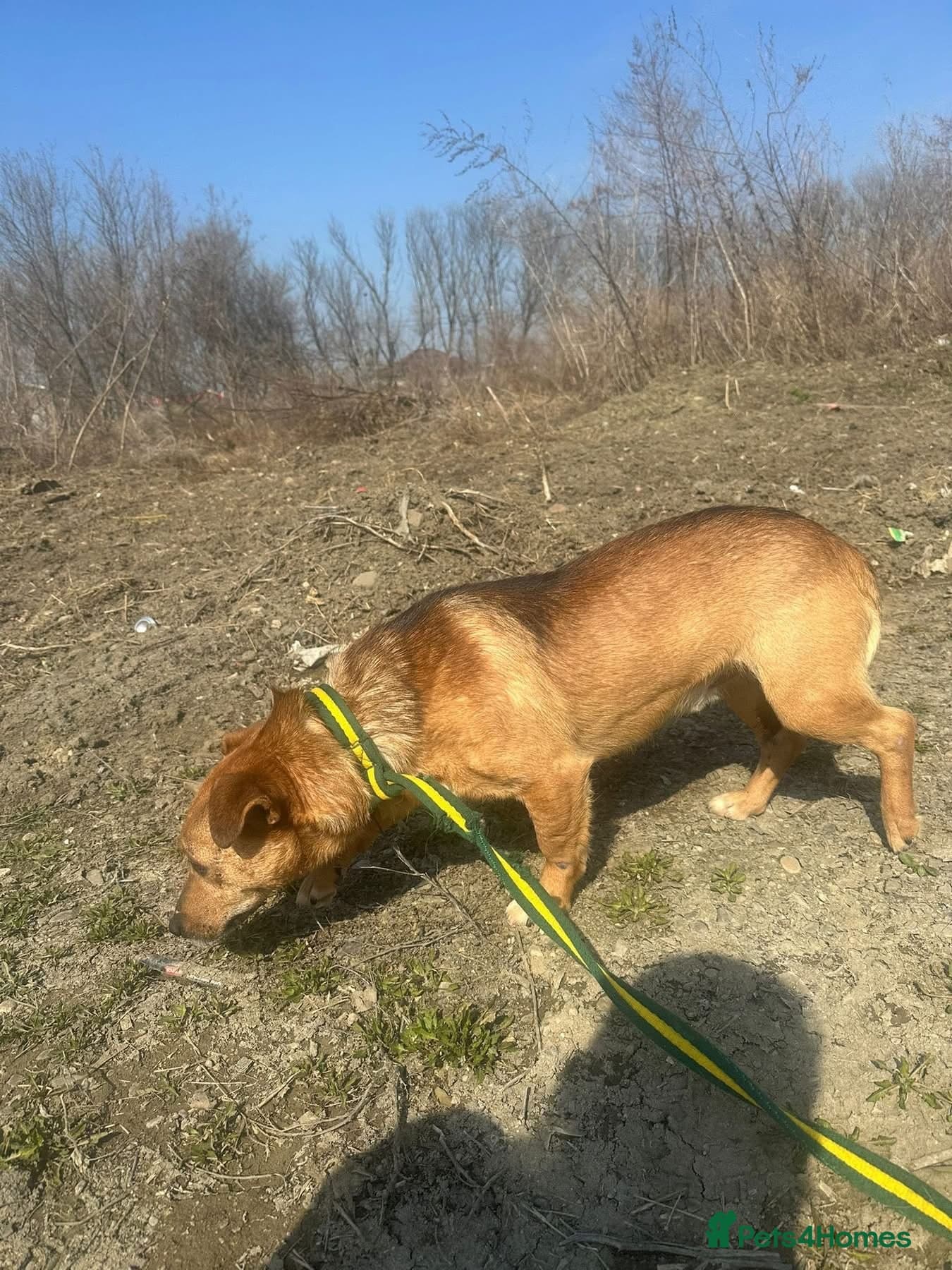 Terry - Norwich Norfolk photo 7