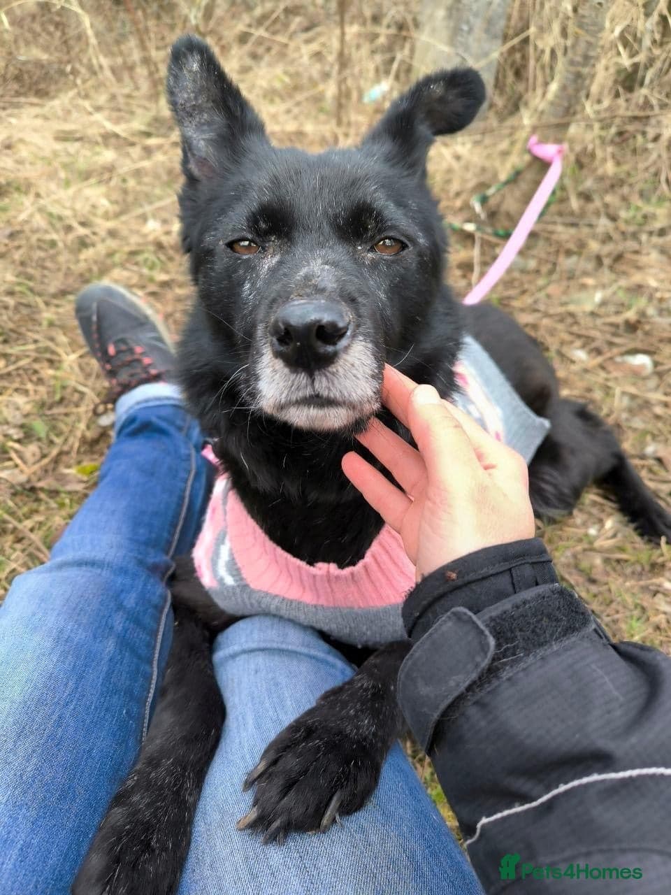 οΈπΆ tofa photo 32