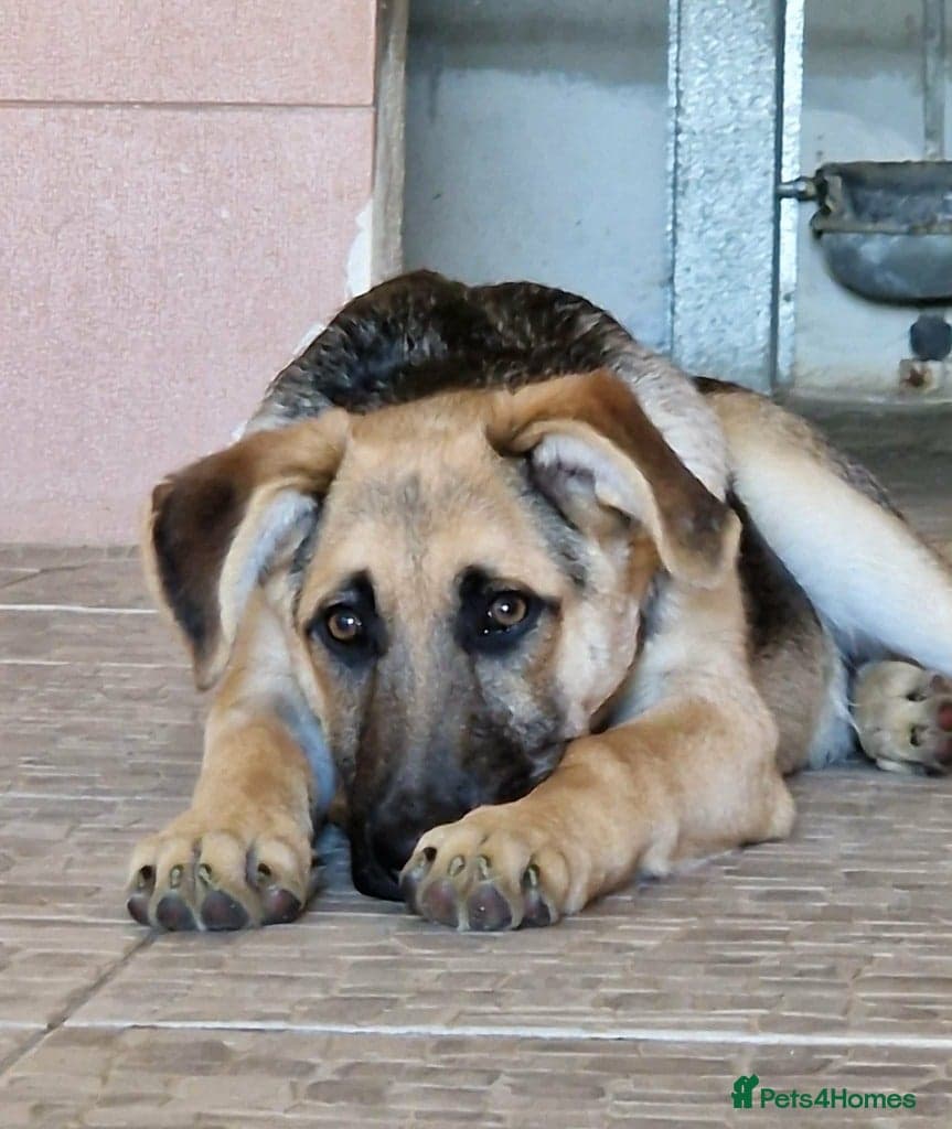 Magnificent Orion 6 moths old — Mixed Breed