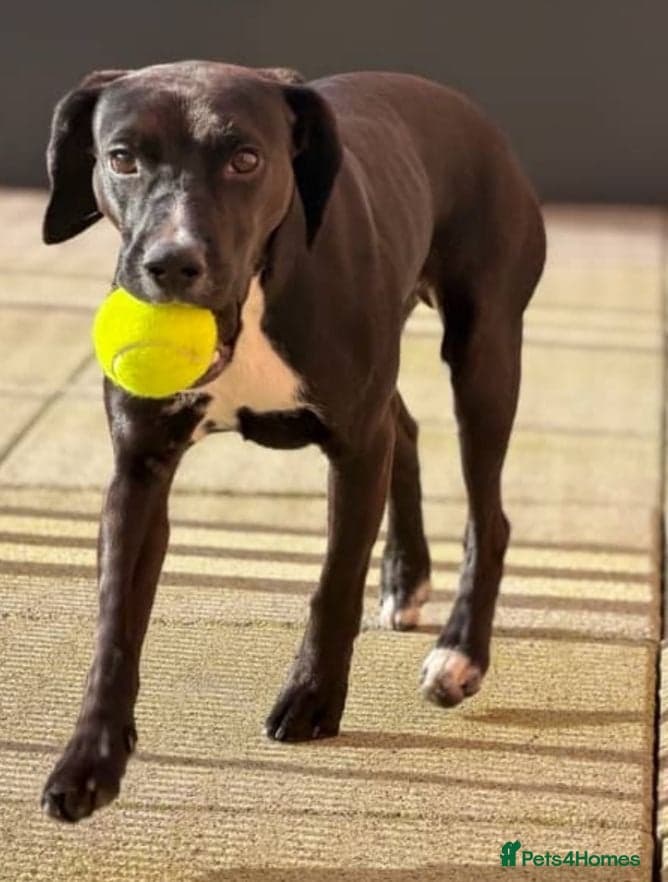 ️🐶 walter photo 13