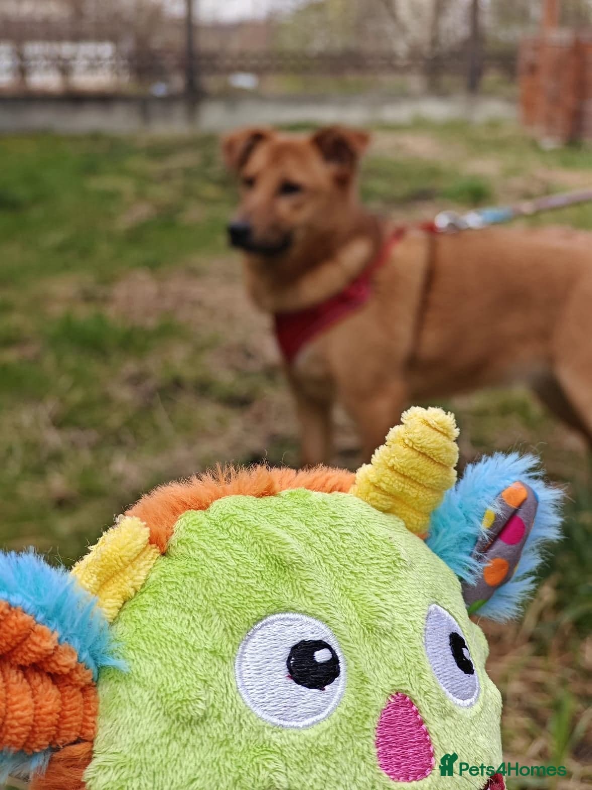 ๏ธ๐ถ yara photo 13