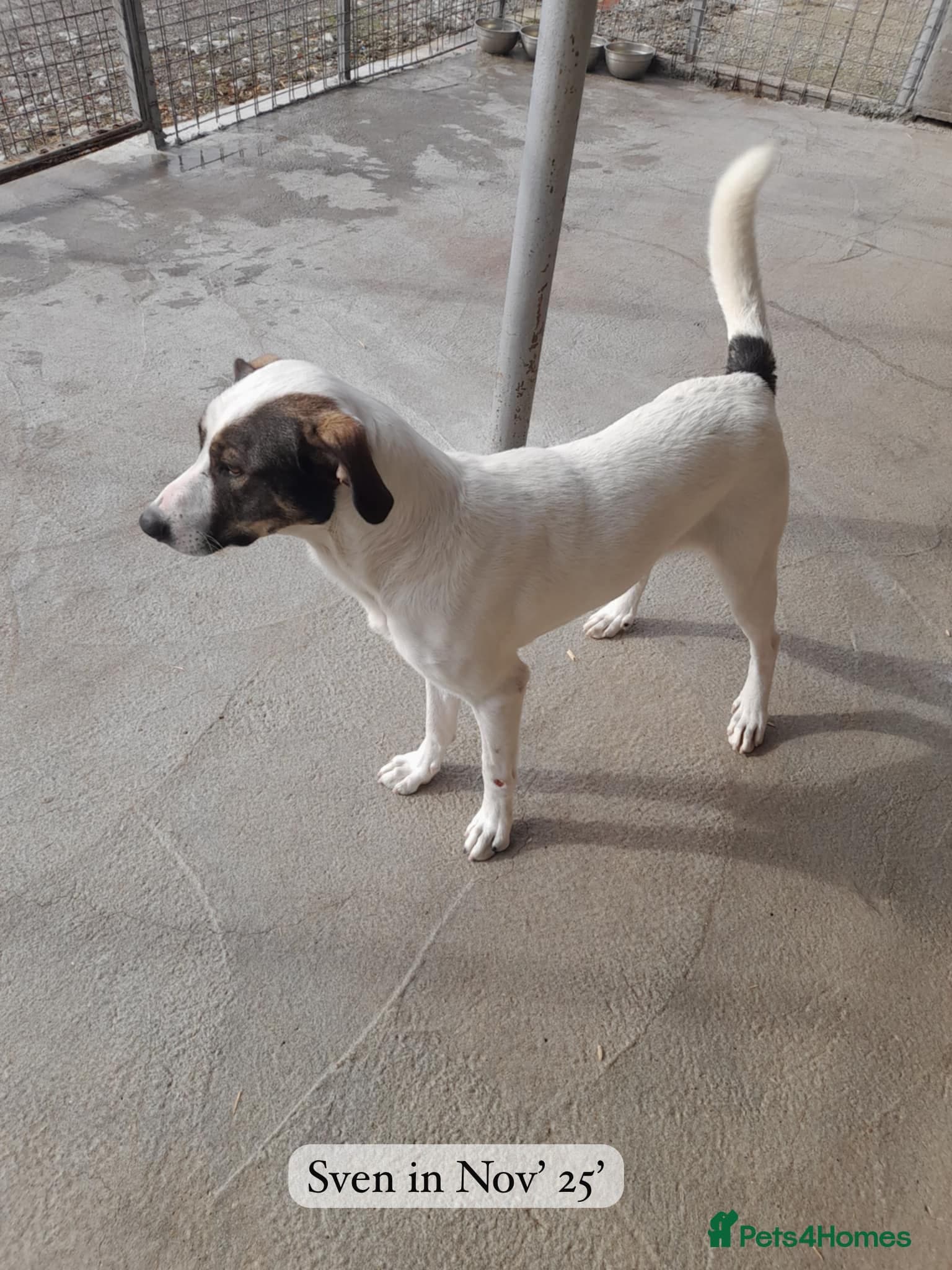 Sven, 1.5 yrs approx.Available for adoption. photo 8