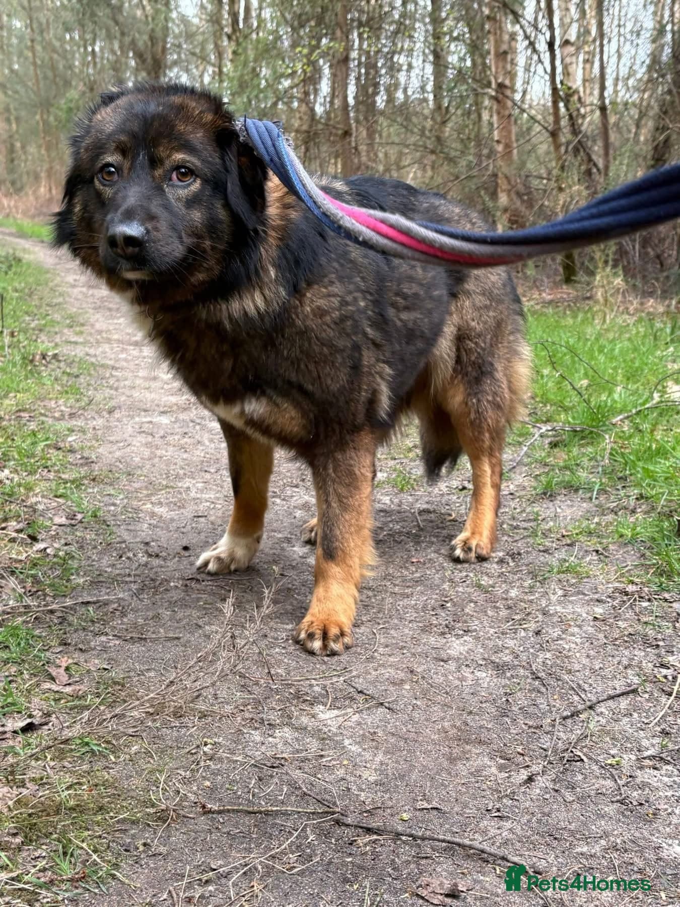 Belle - Norwich Norfolk photo 13