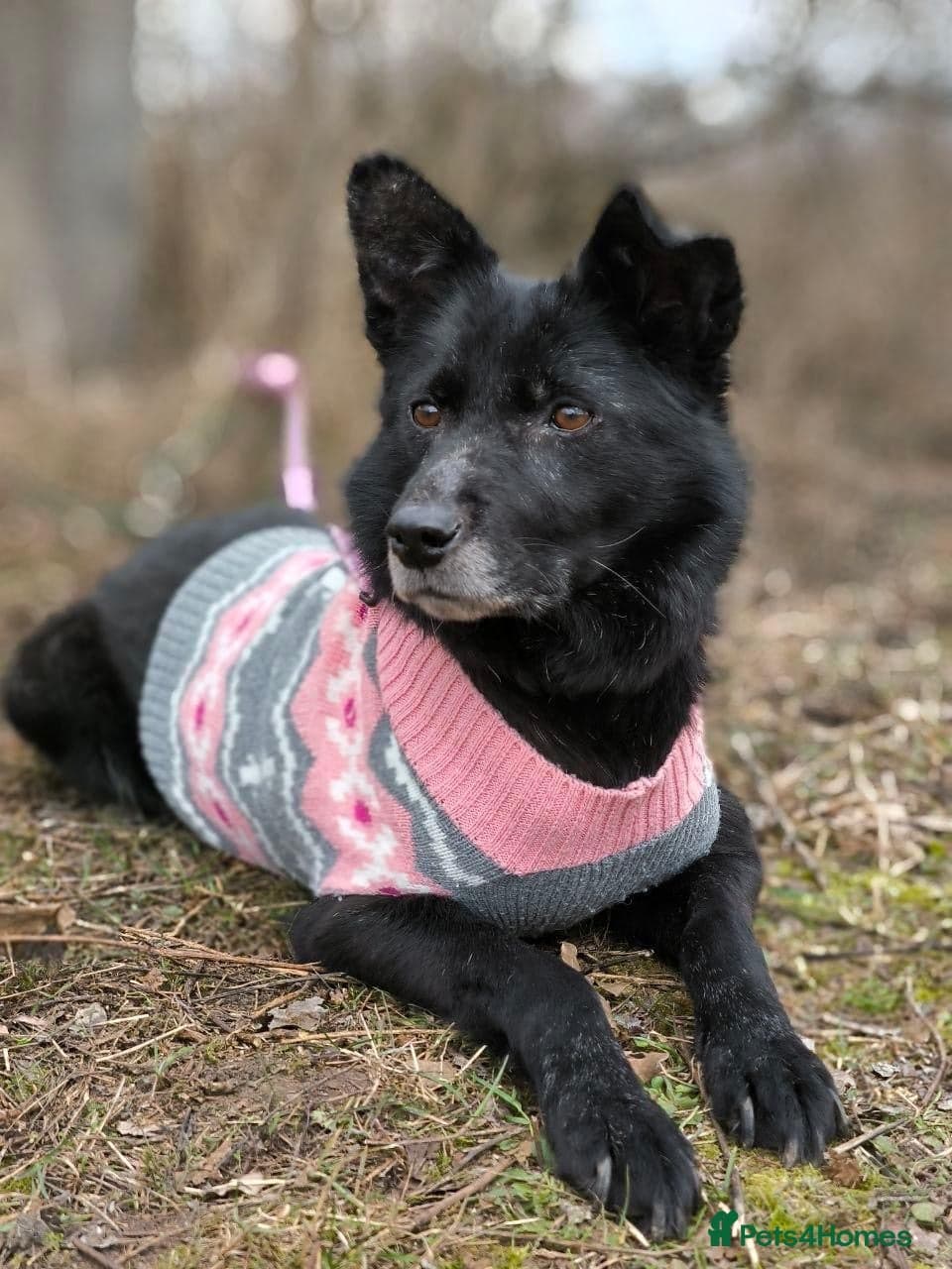 οΈπΆ tofa photo 28