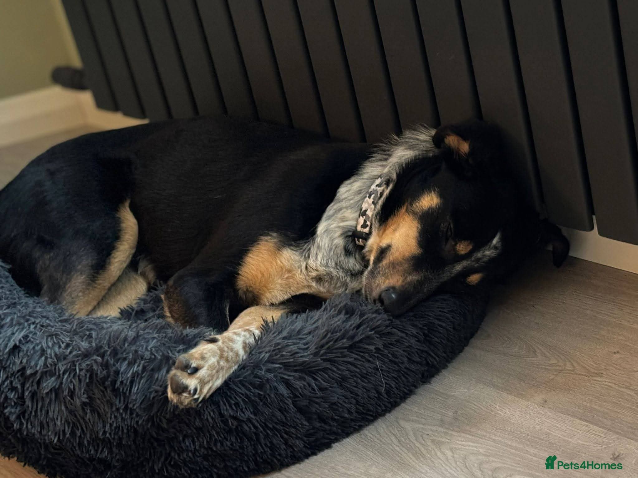 Meet Dave, currently residing in Aberdeen photo 8