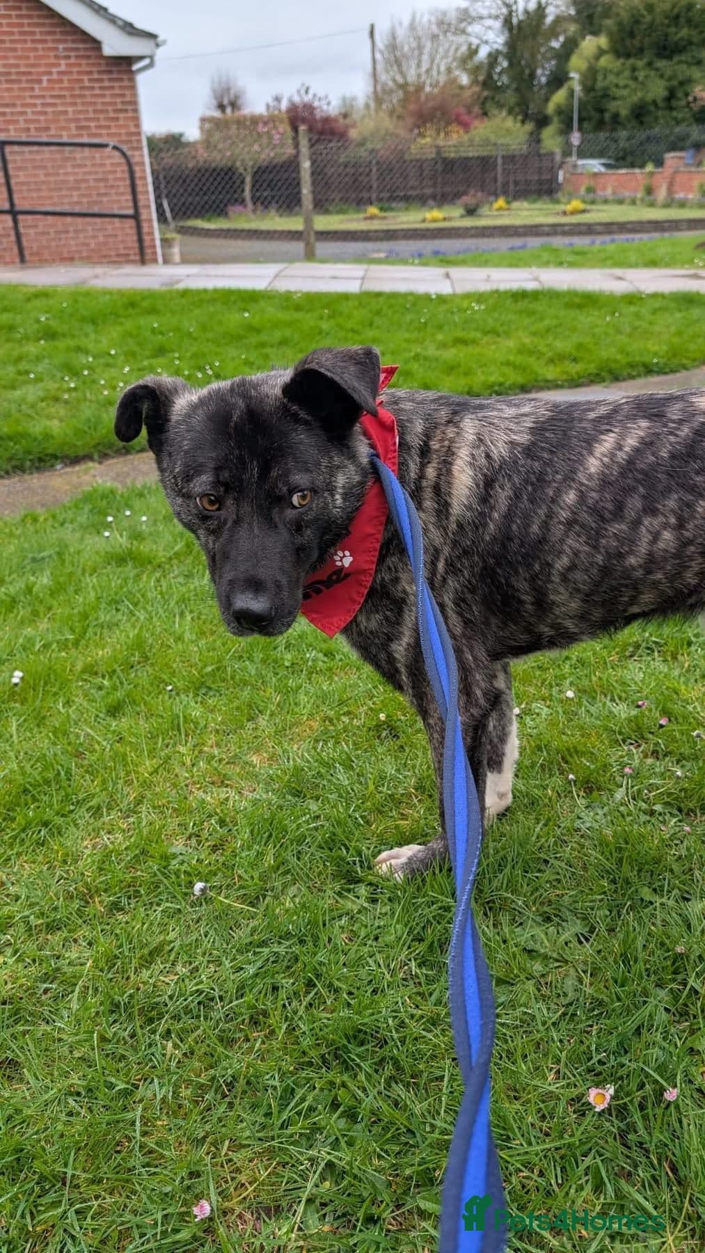 Jasper - Norwich Norfolk — Mixed Breed