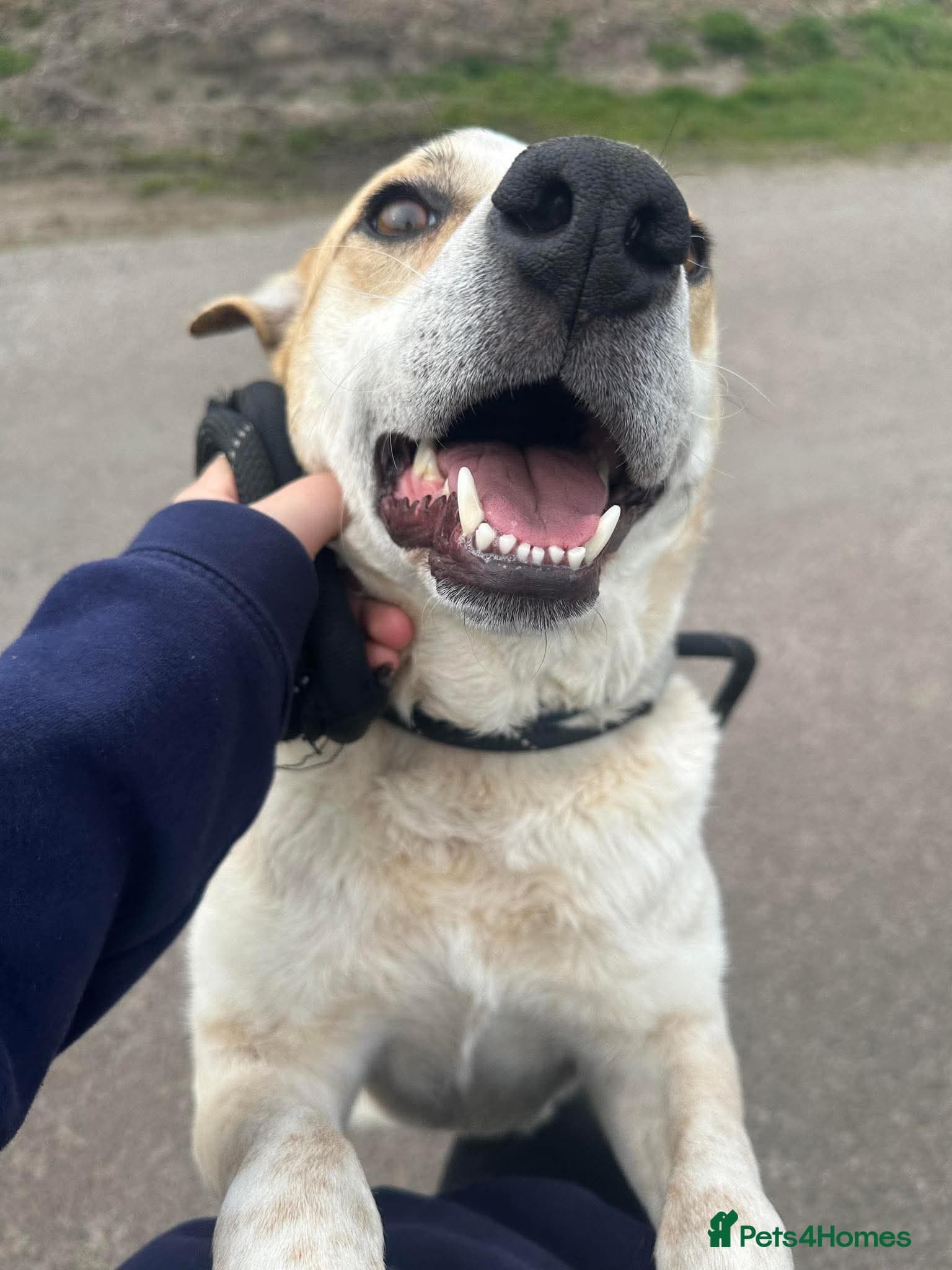 Meet Barry,currently residing in Cheshire — Mixed Breed