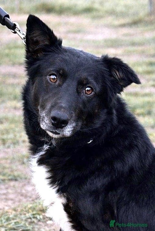 Nero β Mixed Breed
