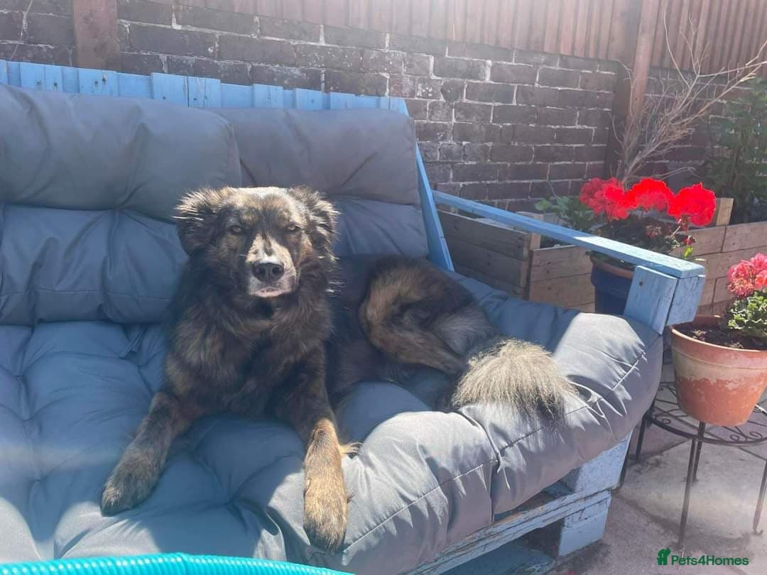 Meet Lenny, currently residing in Southsea photo 11