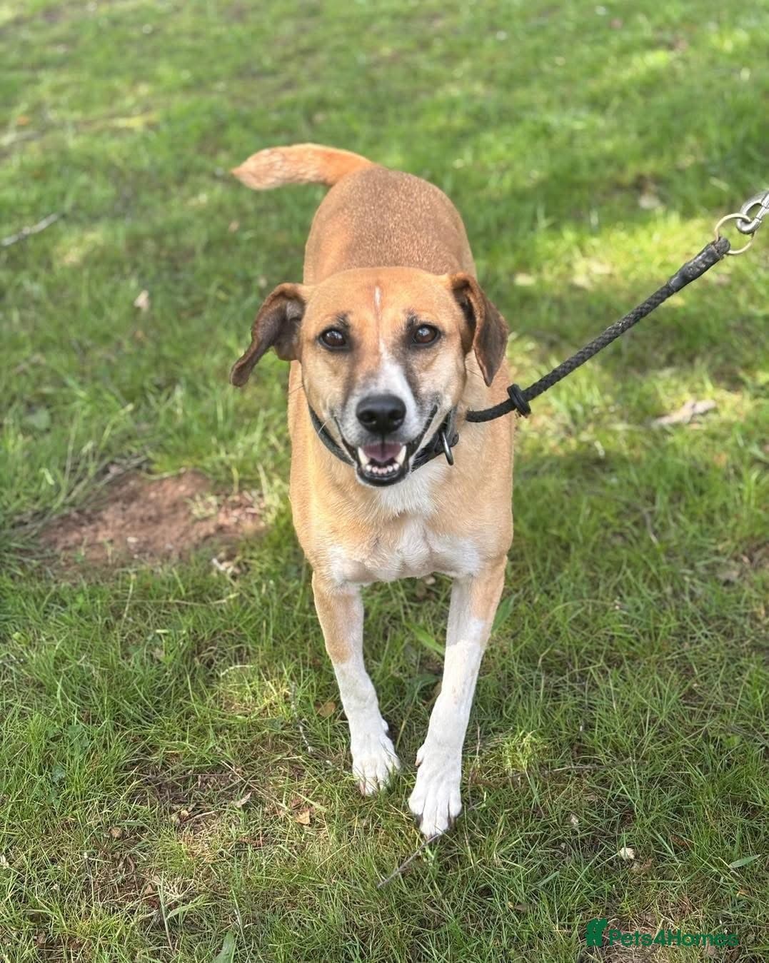 Shandy, a real sweetheart π§‘ photo 11