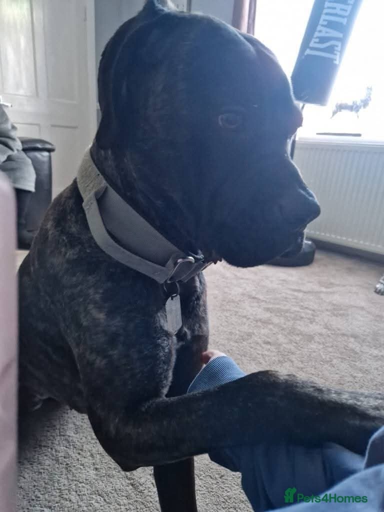 Meet Lila, currently residing in Norfolk photo 8