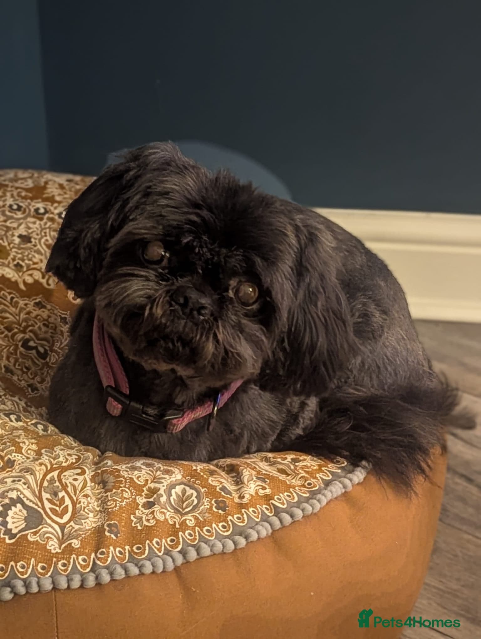 Blossom — Shih Tzu