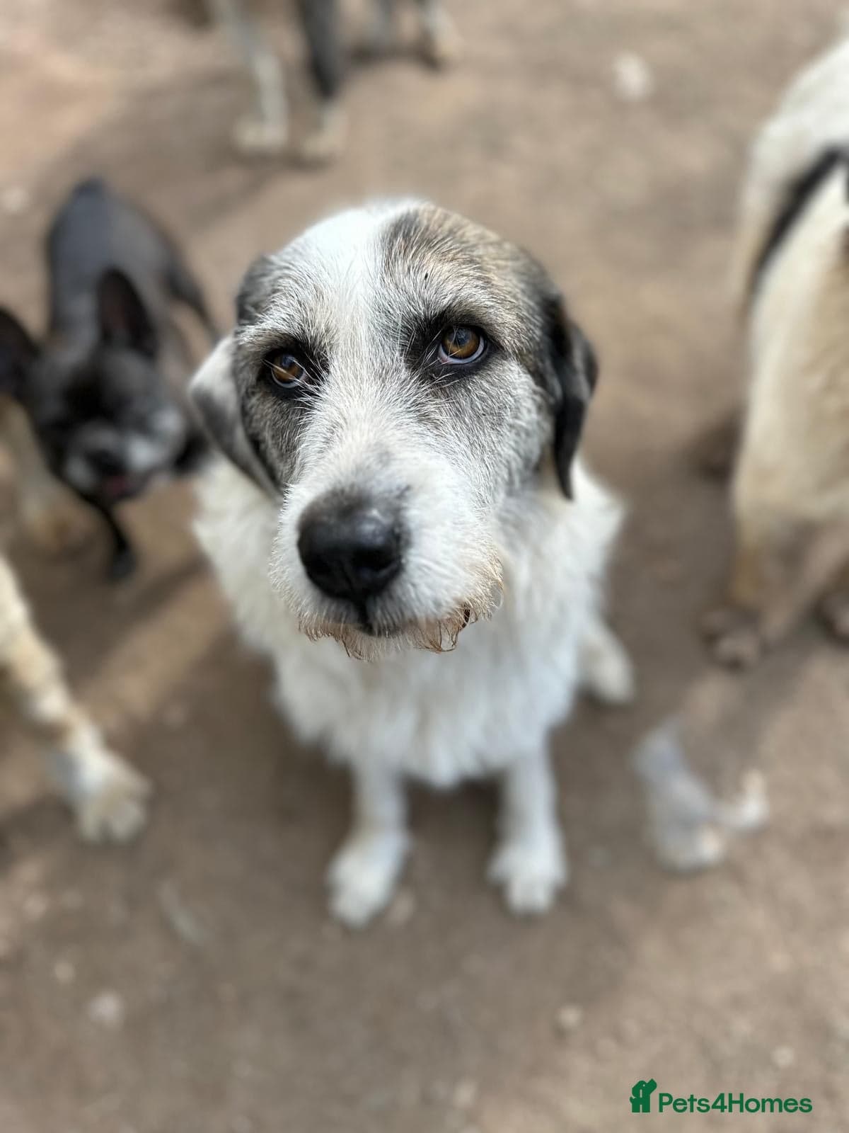 Bella π©· photo 5