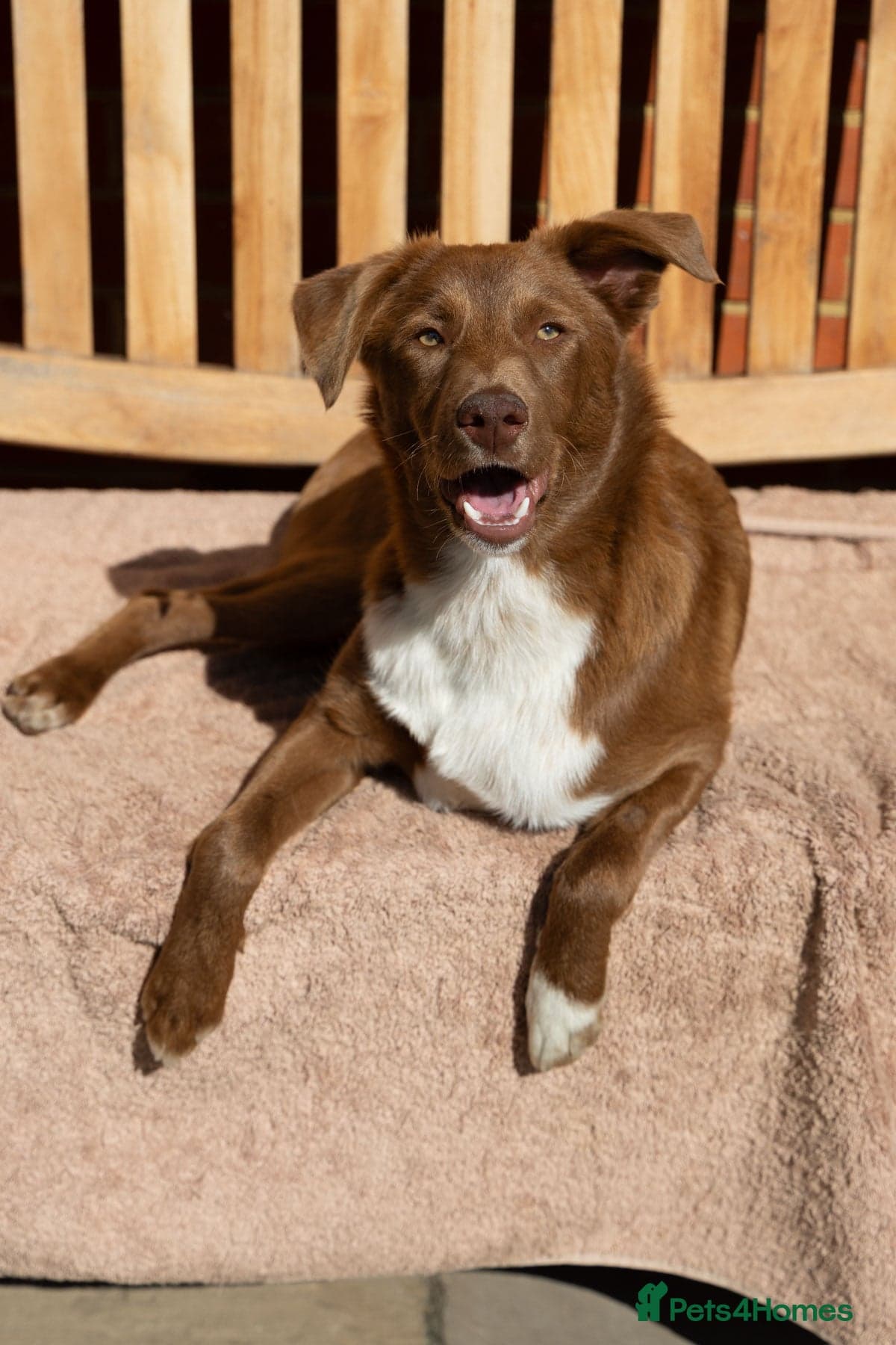 Mocha - everyone loves this lad photo 16