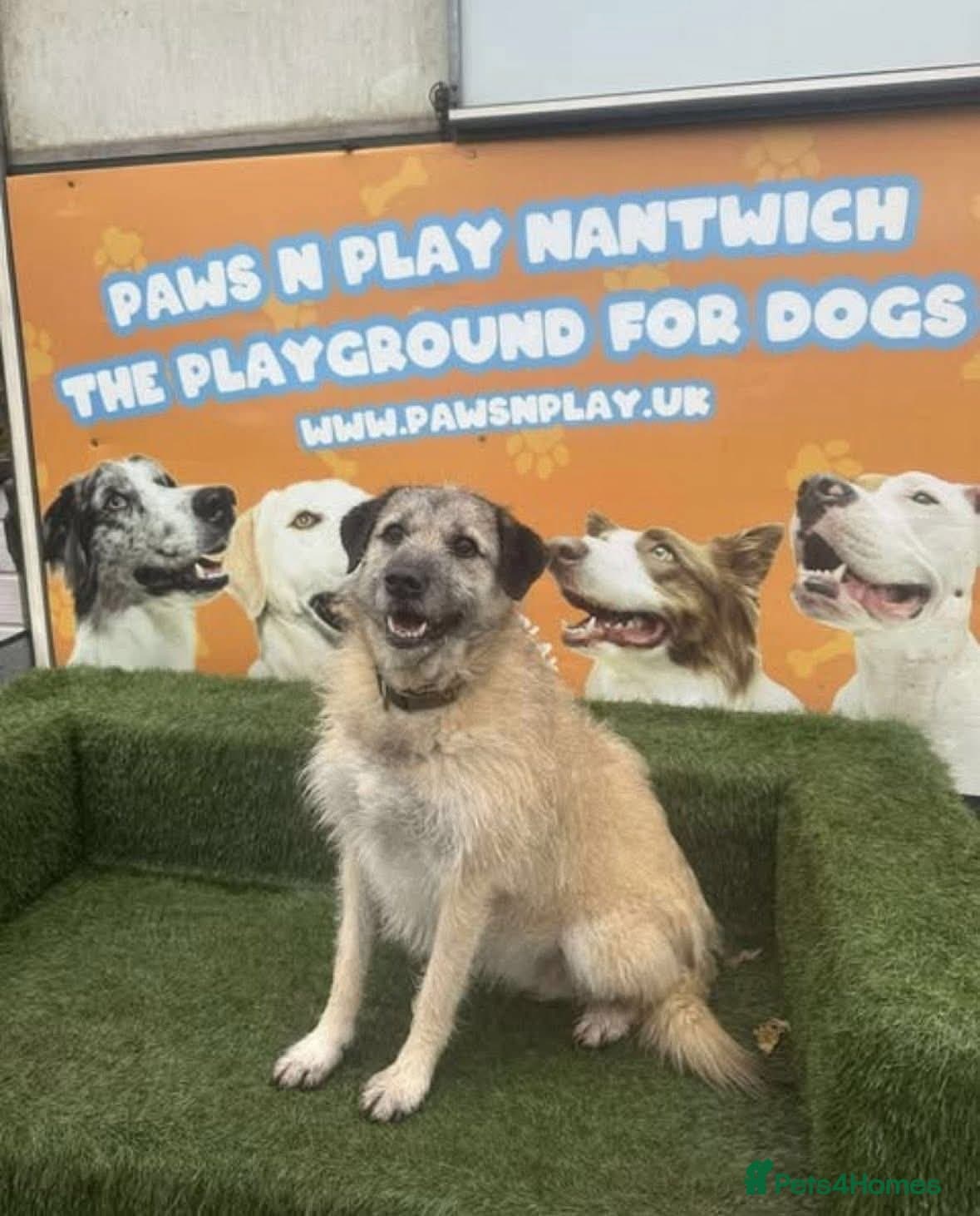 Meet Sage, currently residing in Cheshire photo 9