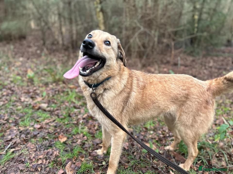 Pettern - Norwich Norfolk photo 17